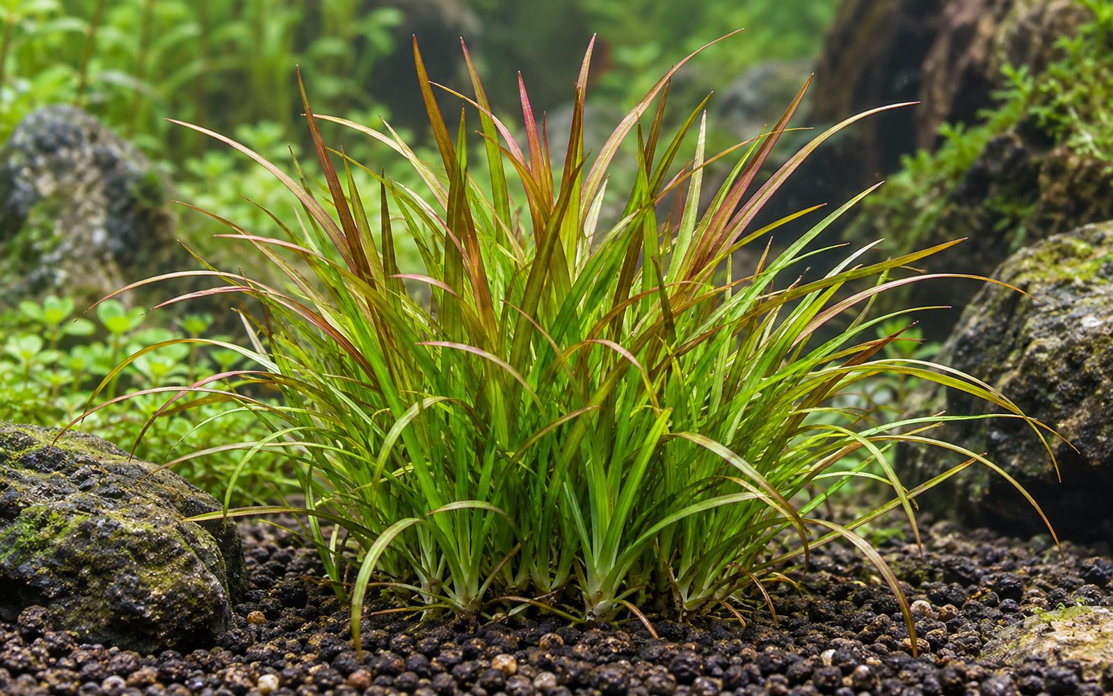 Blyxa Japonica (Blyxa japonica)