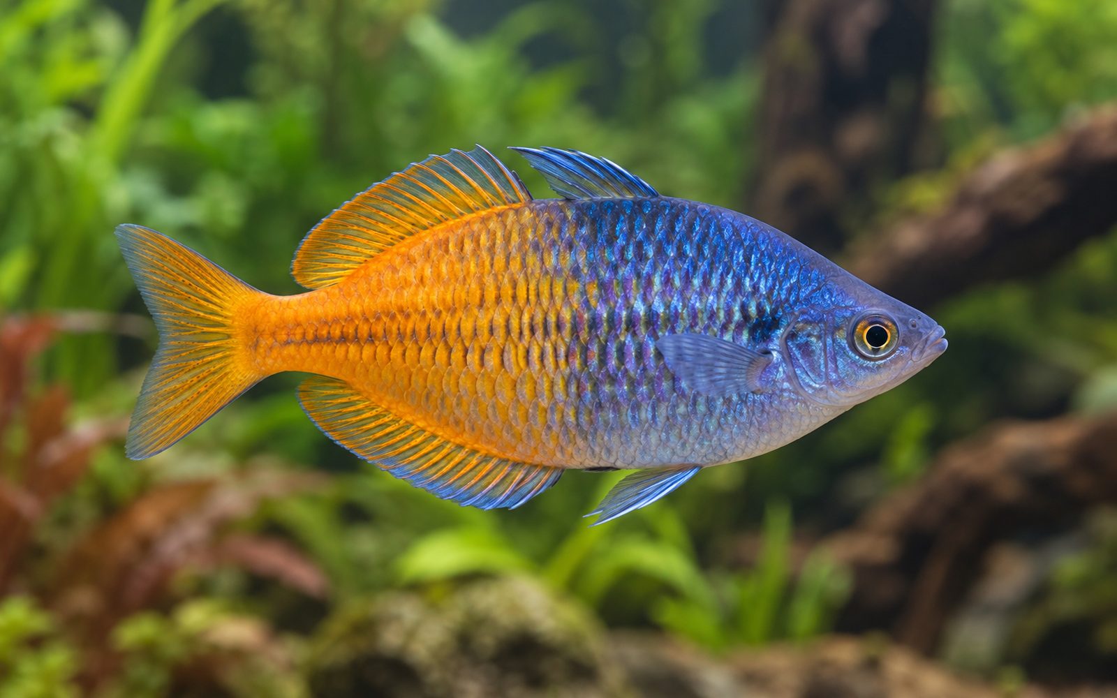 Boesemani Gökkuşağı (Melanotaenia boesemani)