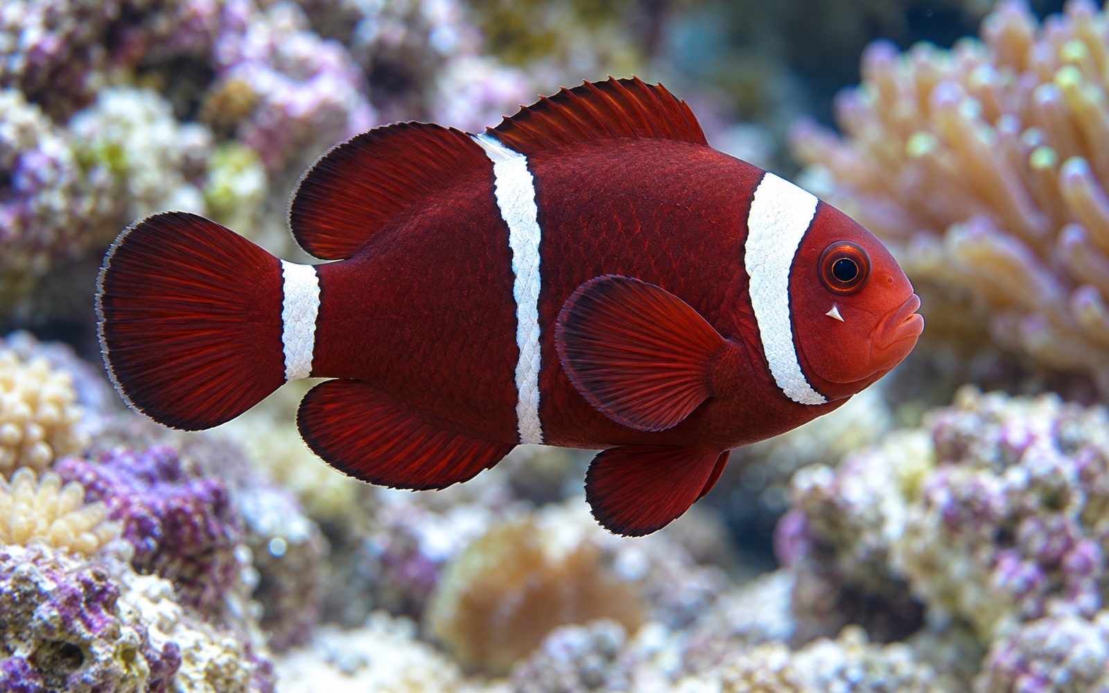 Bordo Palyaço Balığı (Premnas biaculeatus)