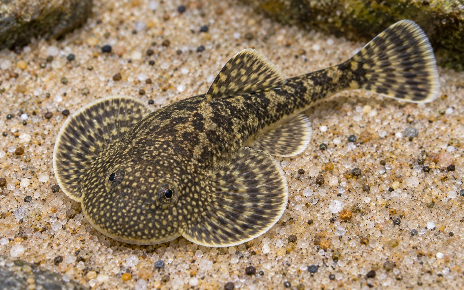 Borneo Vantuz Loach (Gastromyzon scitulus)