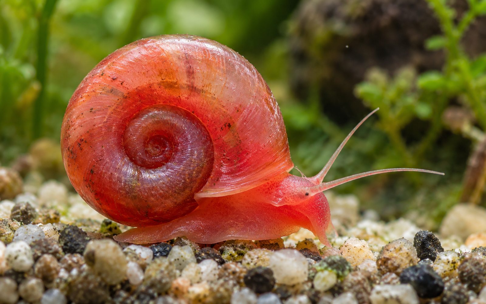 Boynuz Salyangozu (Planorbella duryi)