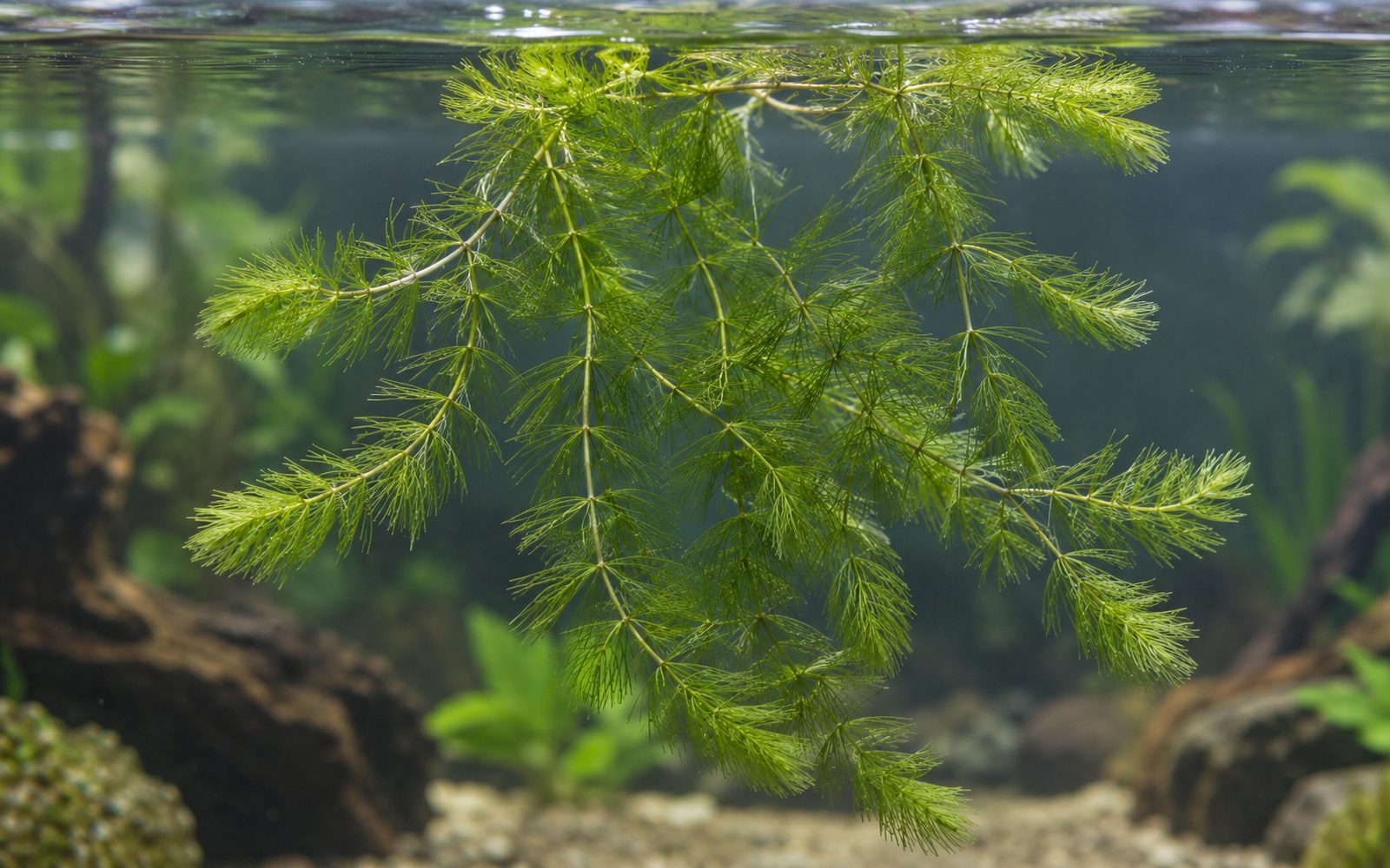 Boynuzyaprak (Ceratophyllum demersum)