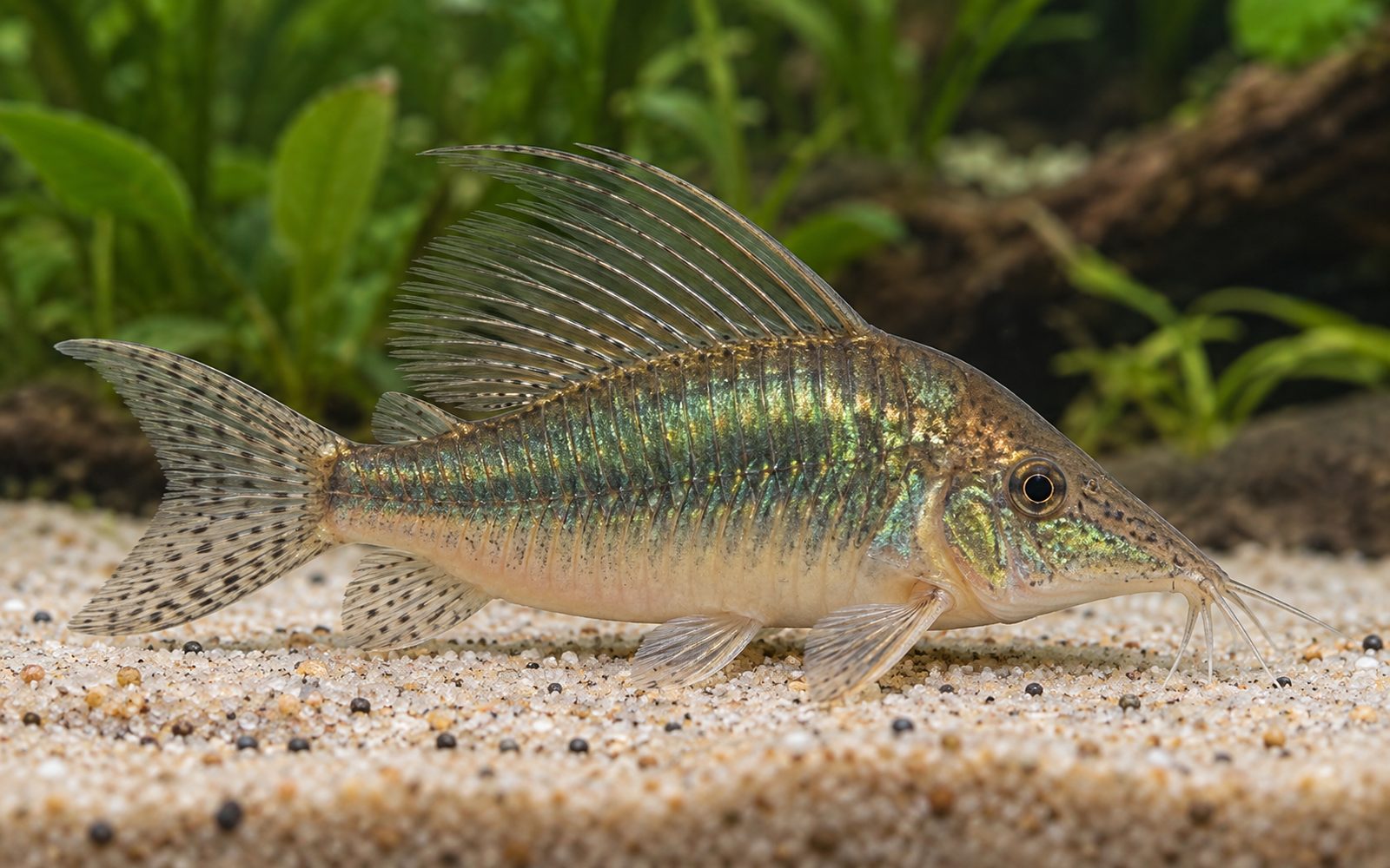 Brochis Multiradiatus (Brochis multiradiatus)