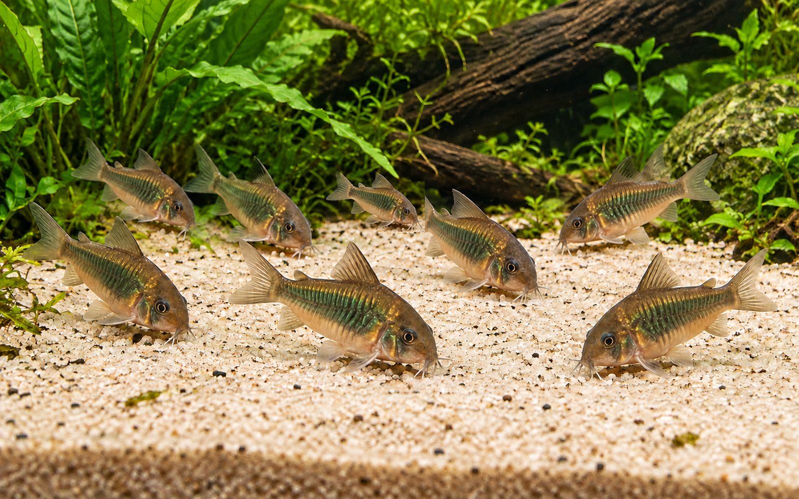 Bronze Cory — In the tank