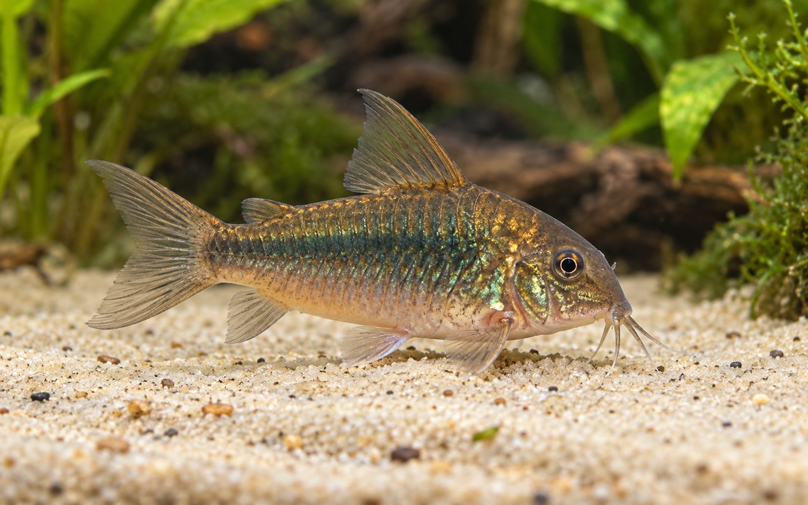 Bronz Corydoras (Corydoras aeneus)