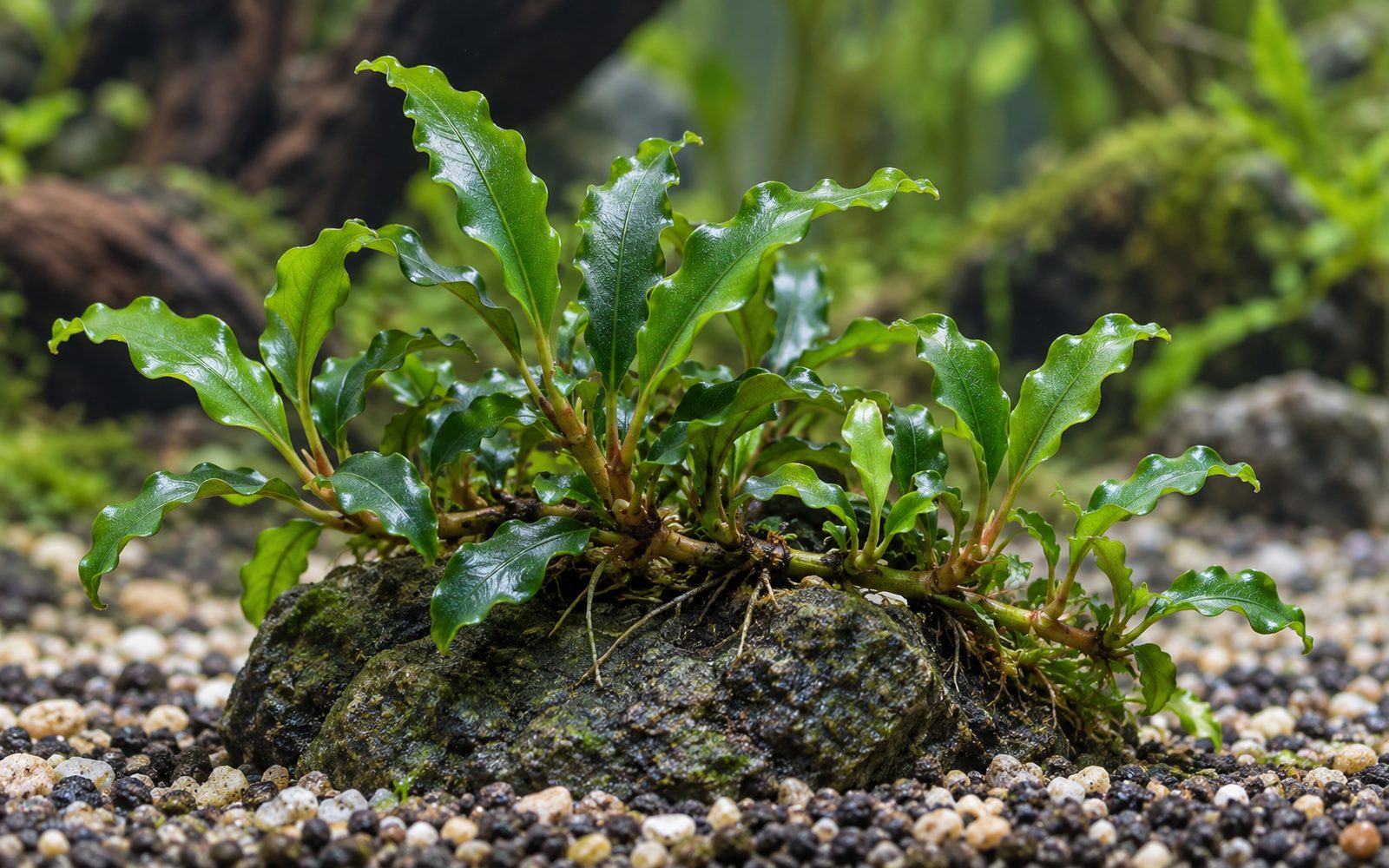 Bucephalandra Wavy Green (Bucephalandra pygmaea 'Wavy Green')