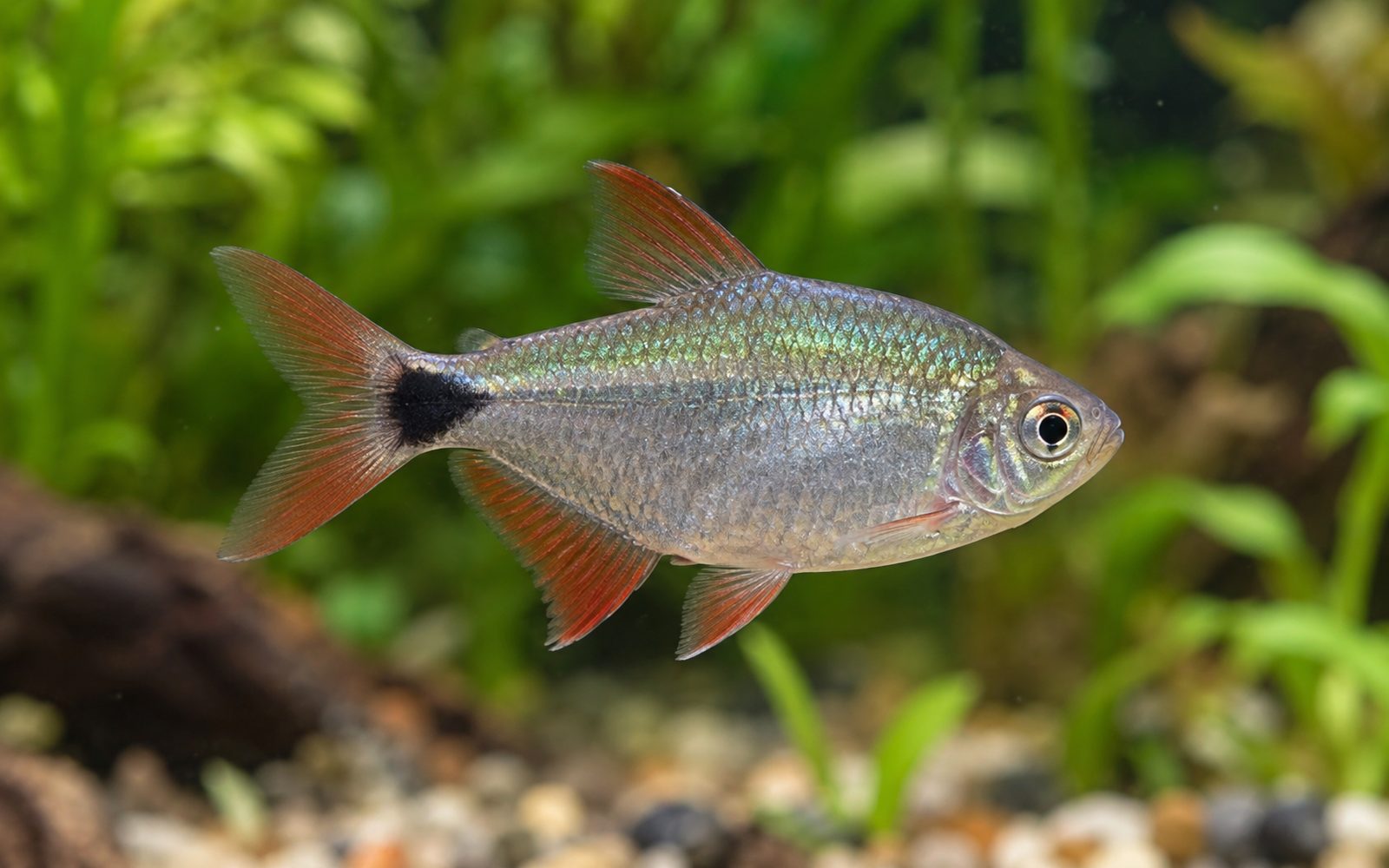 Buenos Aires Tetra (Hyphessobrycon anisitsi)