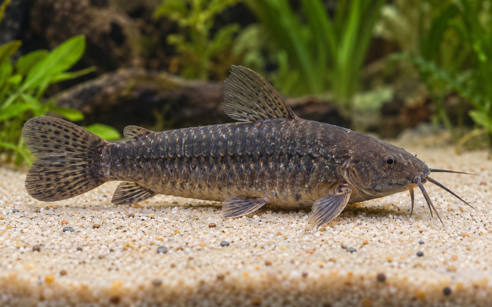 Callichthys (Callichthys callichthys)