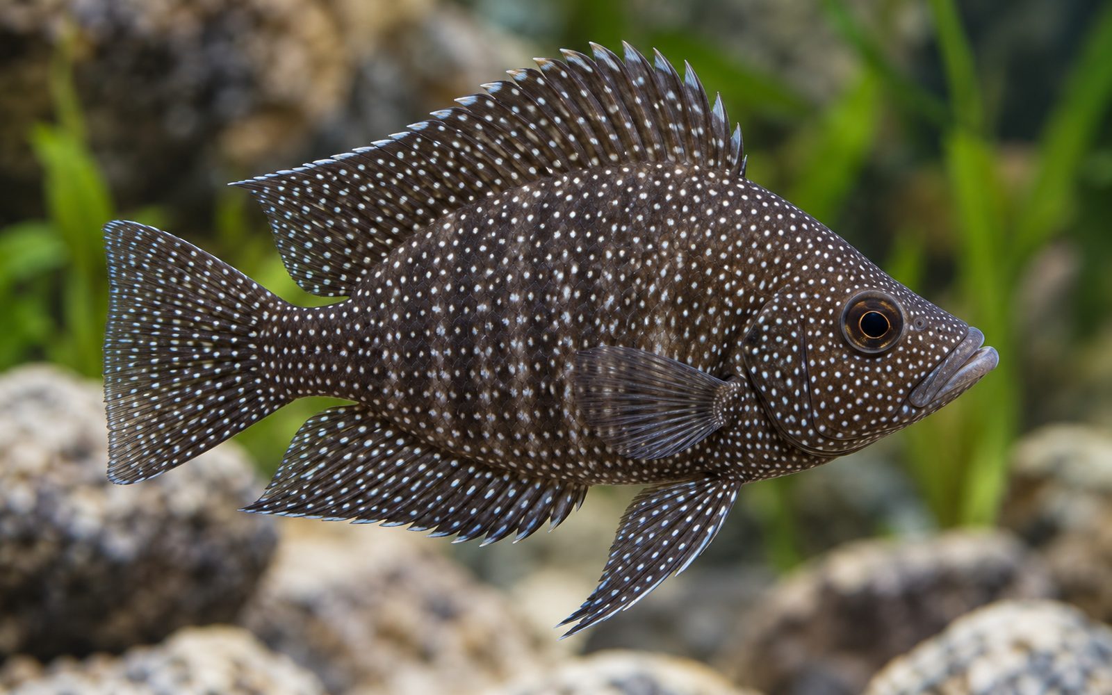 Calvus (Altolamprologus calvus)
