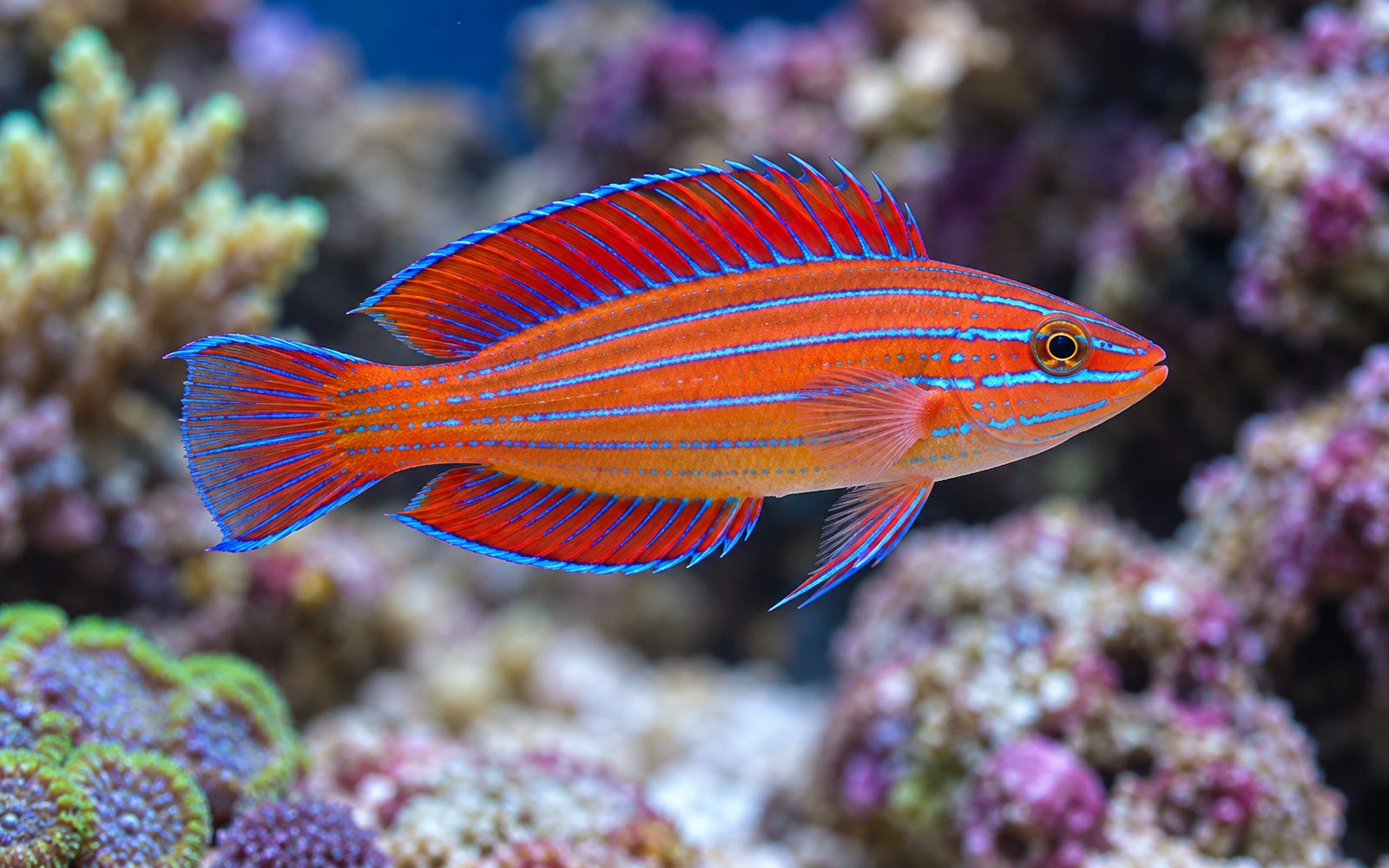 Carpenteri Flasher Wrasse (Paracheilinus carpenteri)