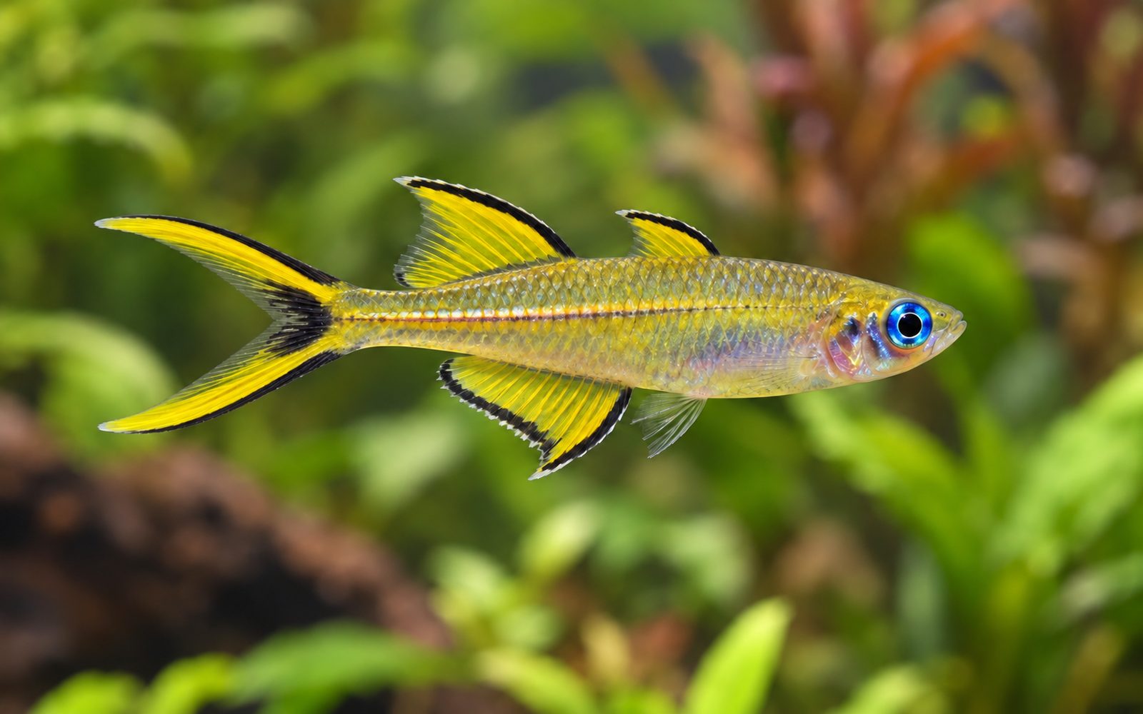 Çatal Kuyruklu Mavi Göz (Pseudomugil furcatus)