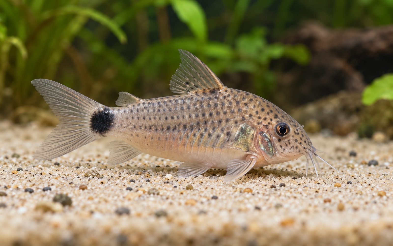 Caudimaculatus Corydoras (Corydoras caudimaculatus)