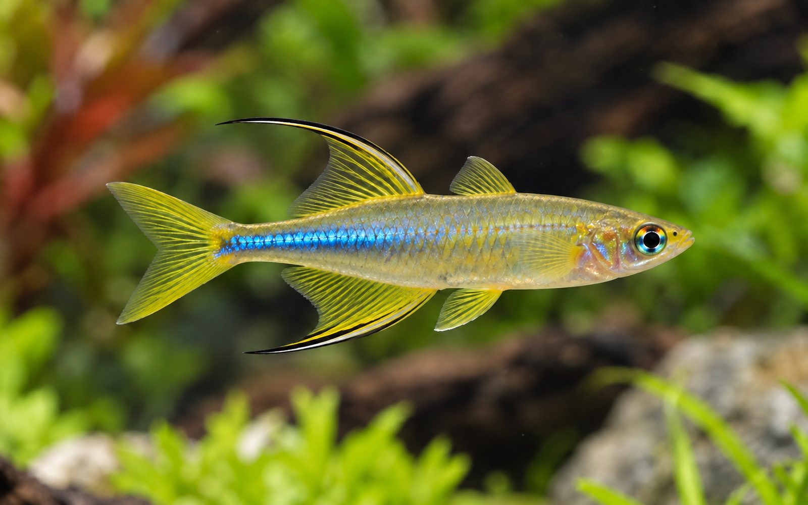 Celebes Gökkuşağı (Marosatherina ladigesi)