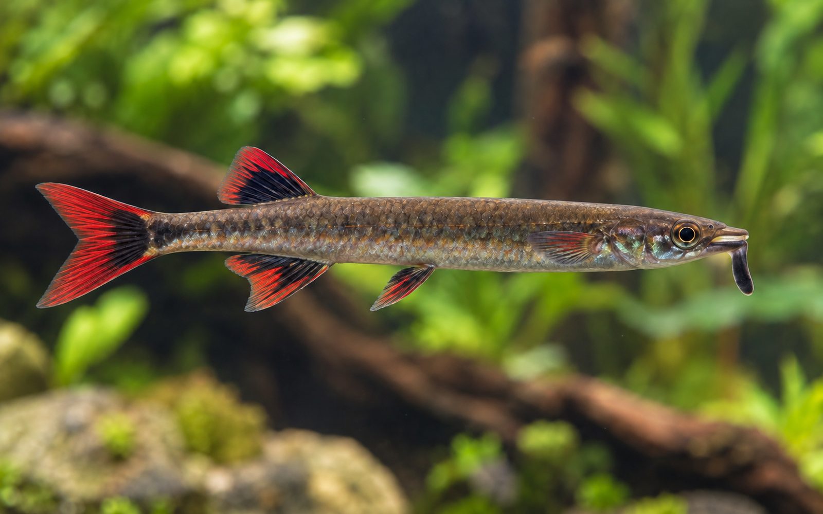 Celebes Yarımgagası (Nomorhamphus liemi)