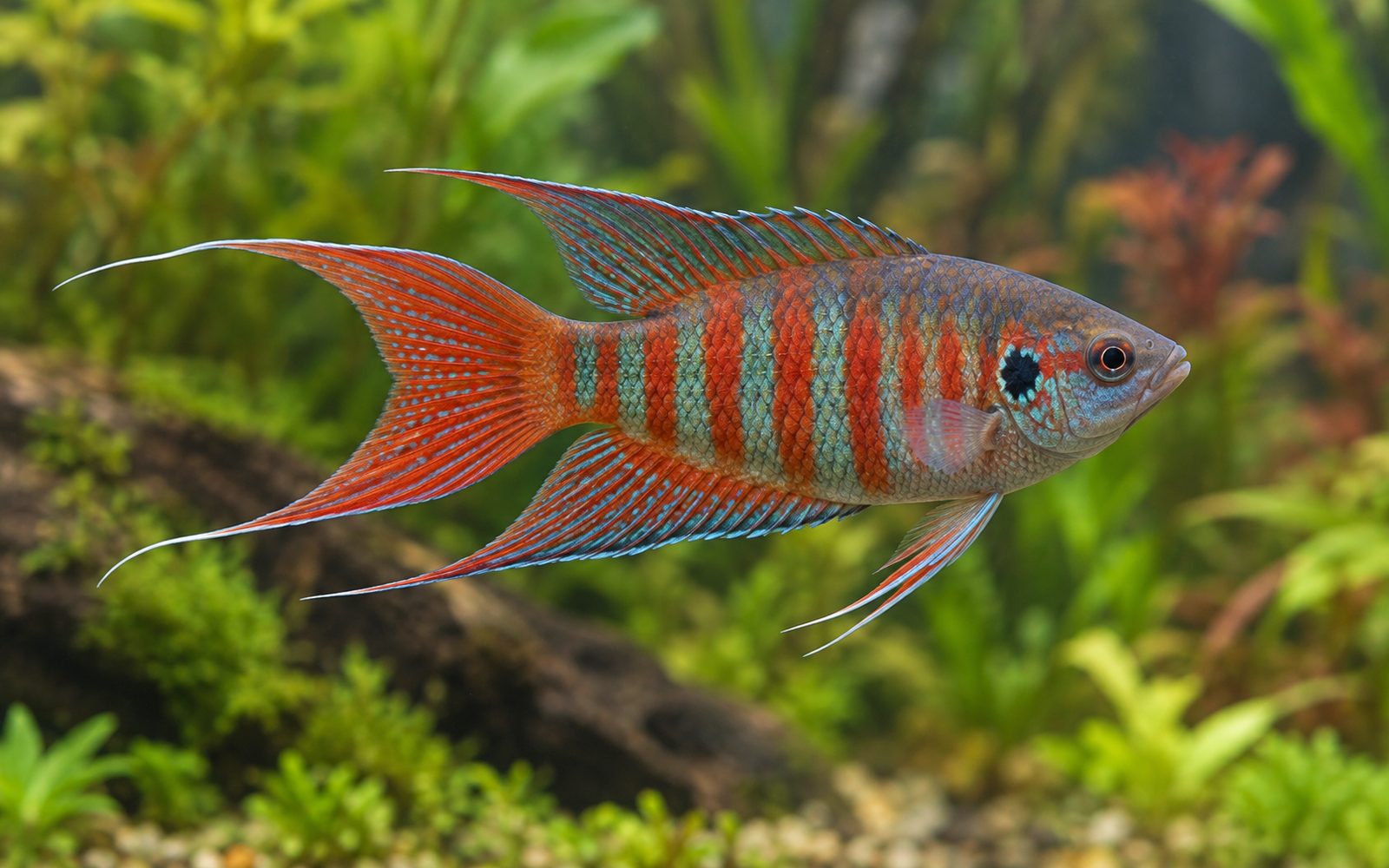 Cennet Balığı (Macropodus opercularis)