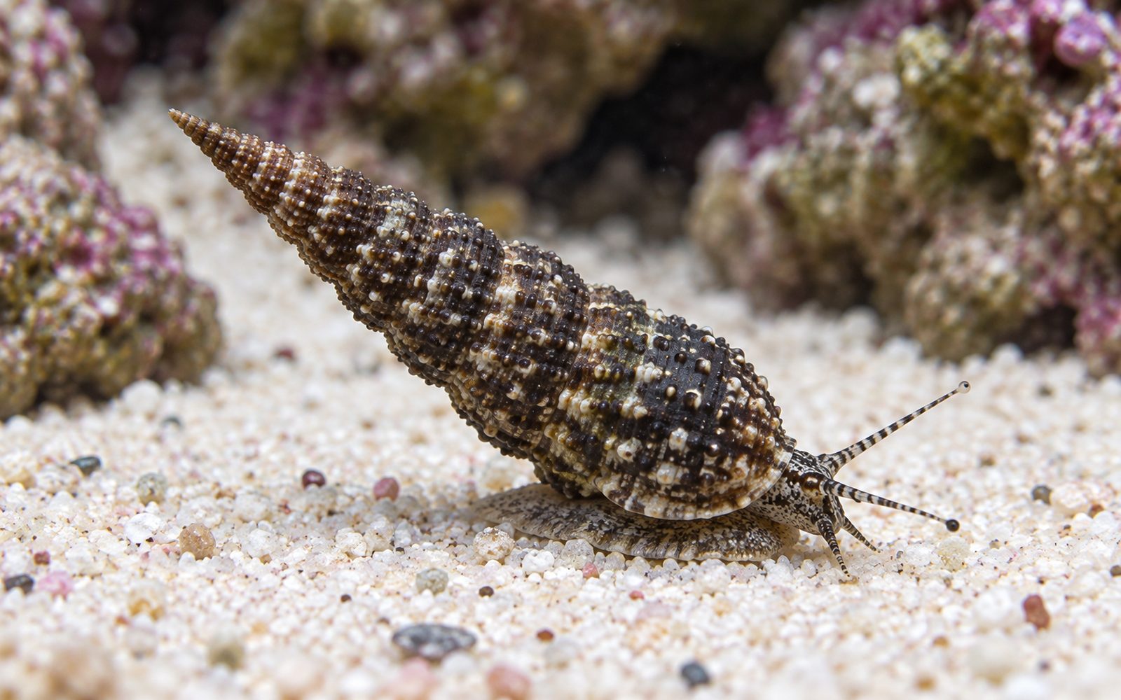 Cerith Salyangozu (Cerithium atratum)