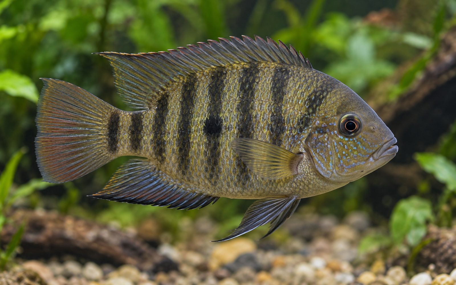 Chanchito (Australoheros facetus)