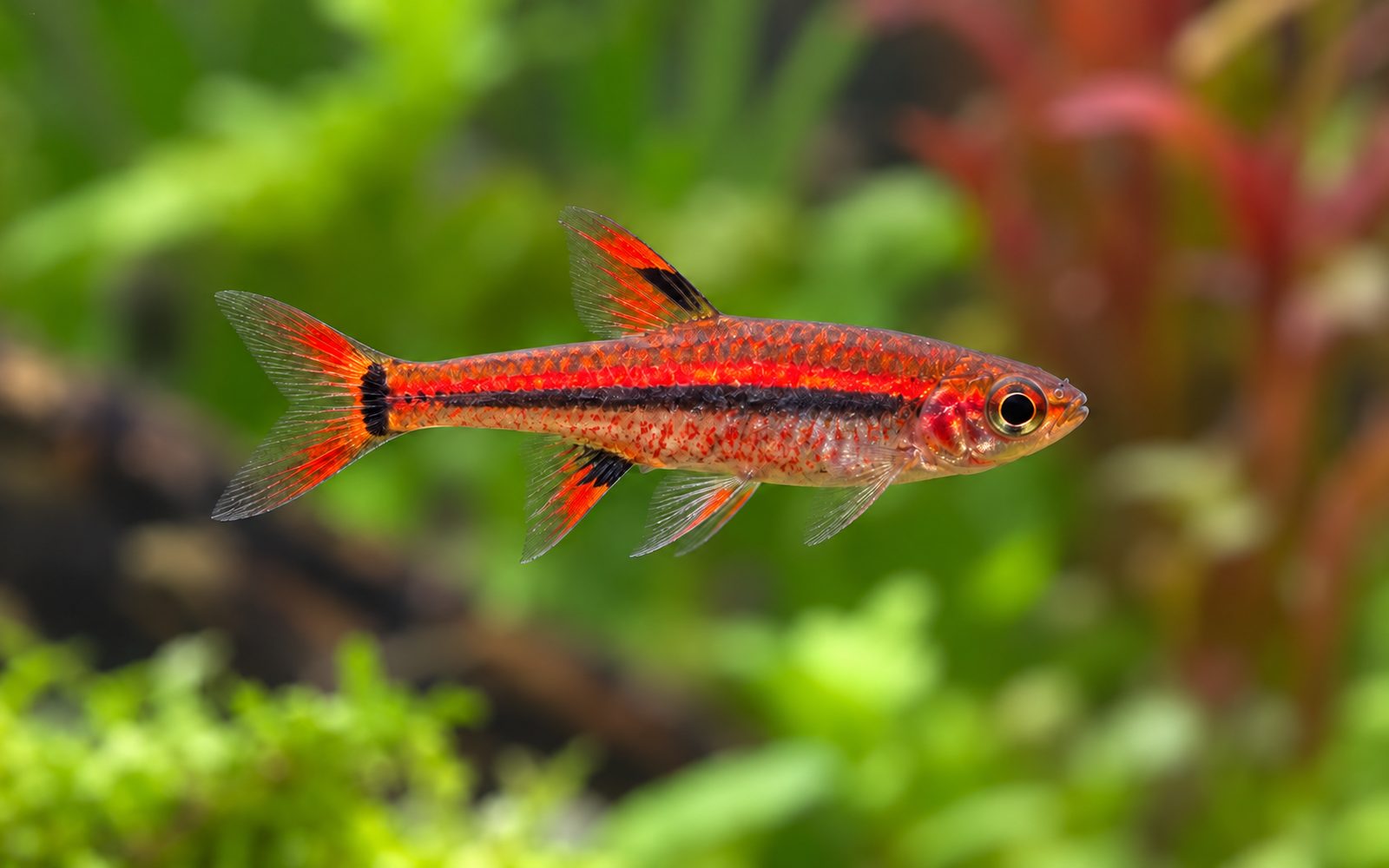 Chili Rasbora (Boraras brigittae)