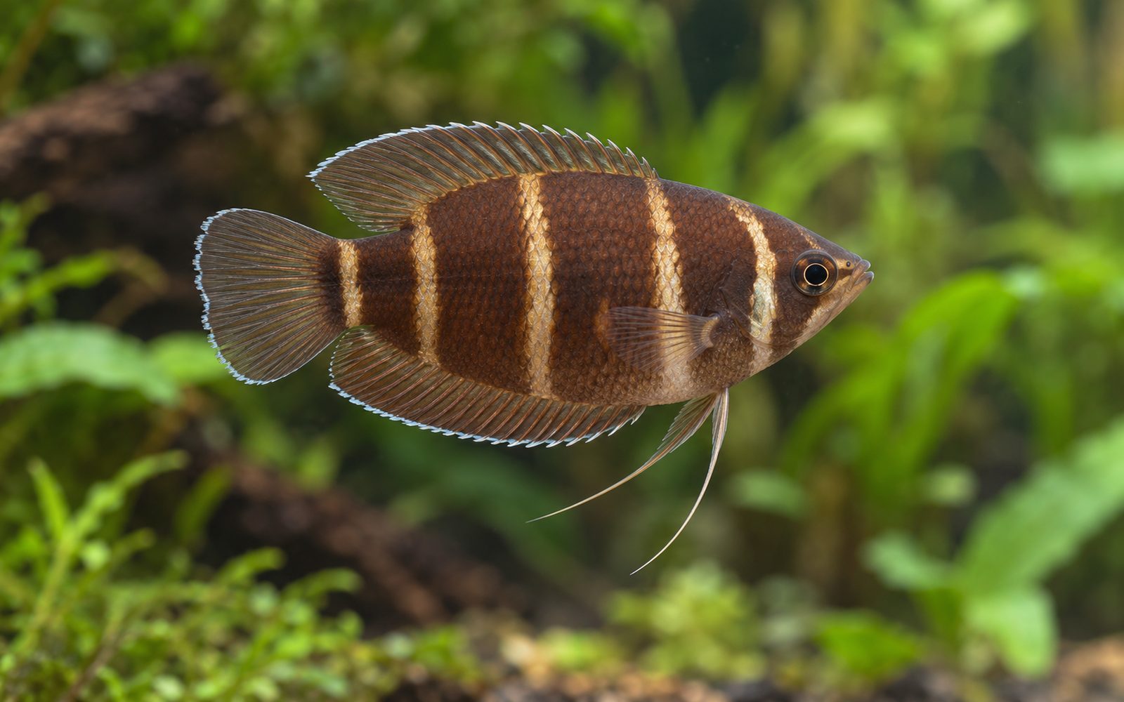 Çikolata Gurami (Sphaerichthys osphromenoides)