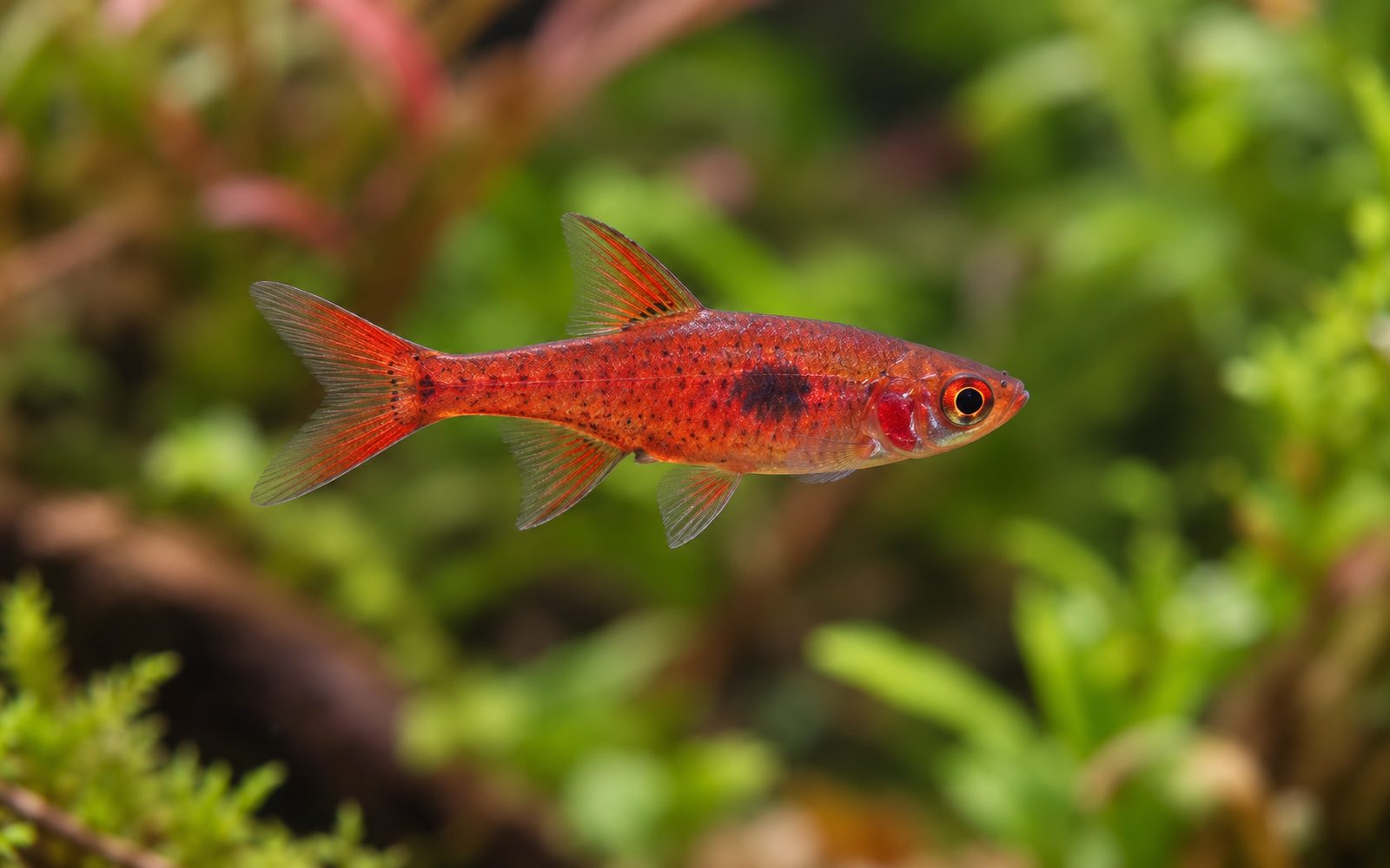 Çilek Rasbora (Boraras naevus)