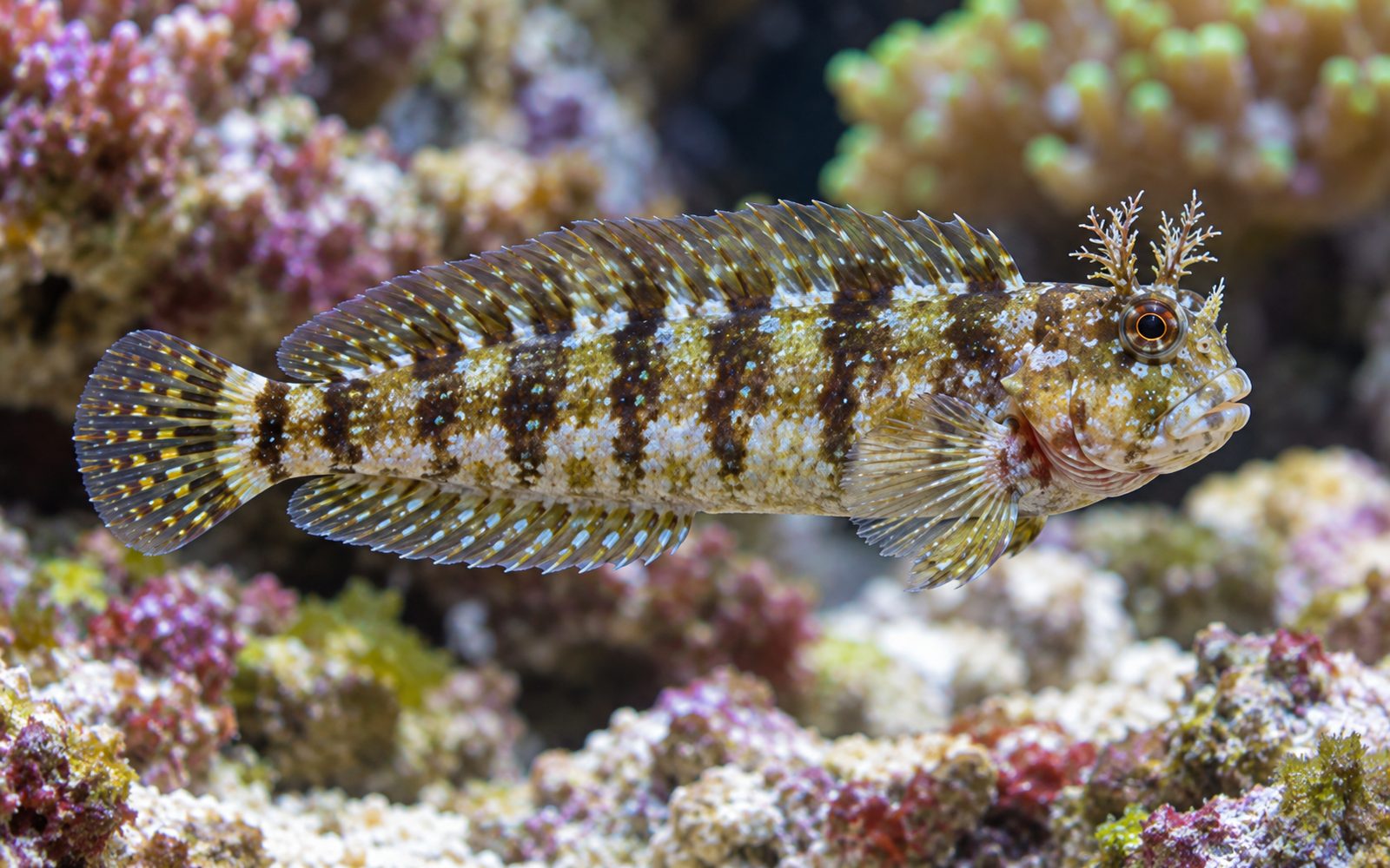 Çim Biçen Blenny (Salarias fasciatus)