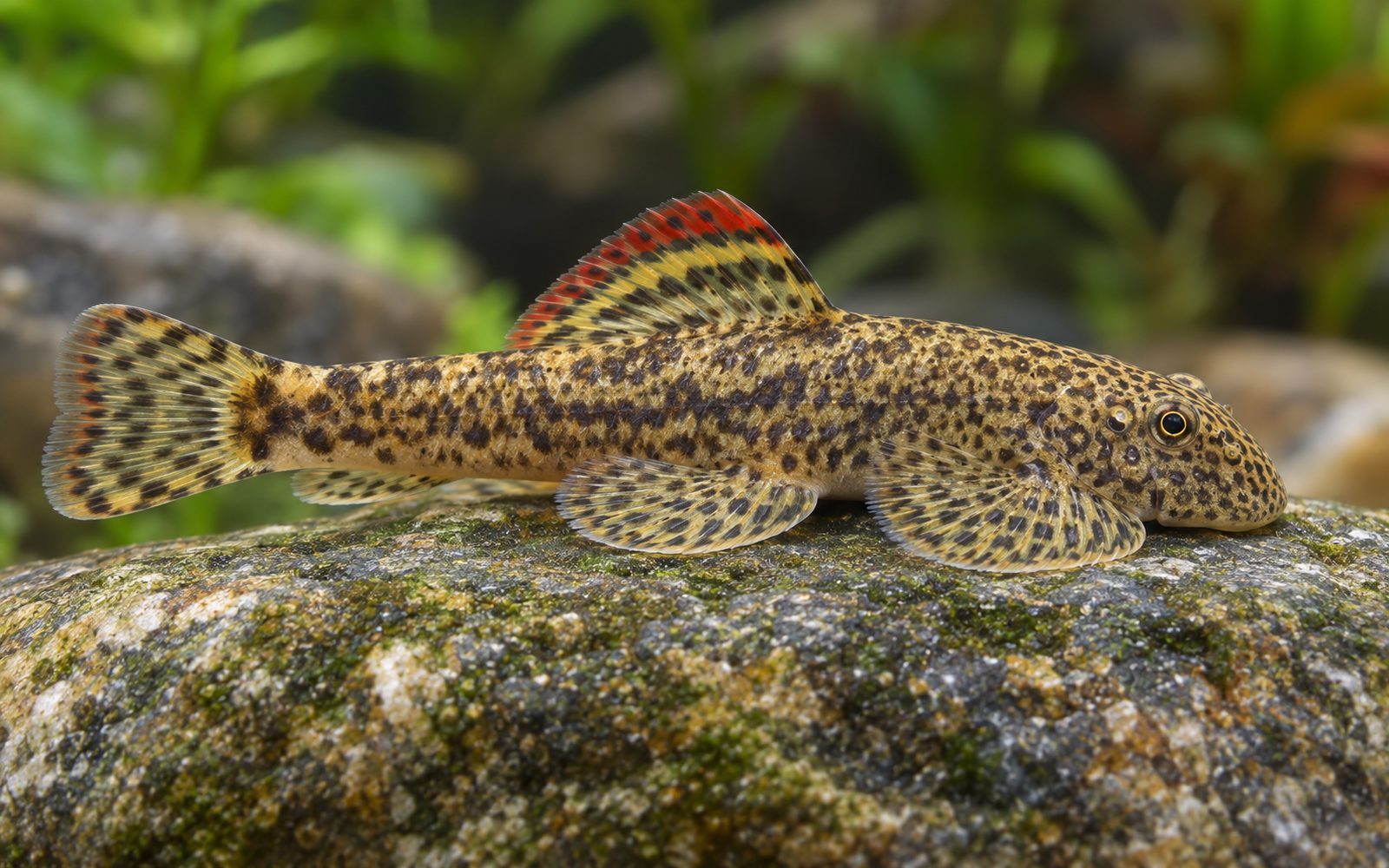 Çin Vantuz Loach (Pseudogastromyzon myersi)