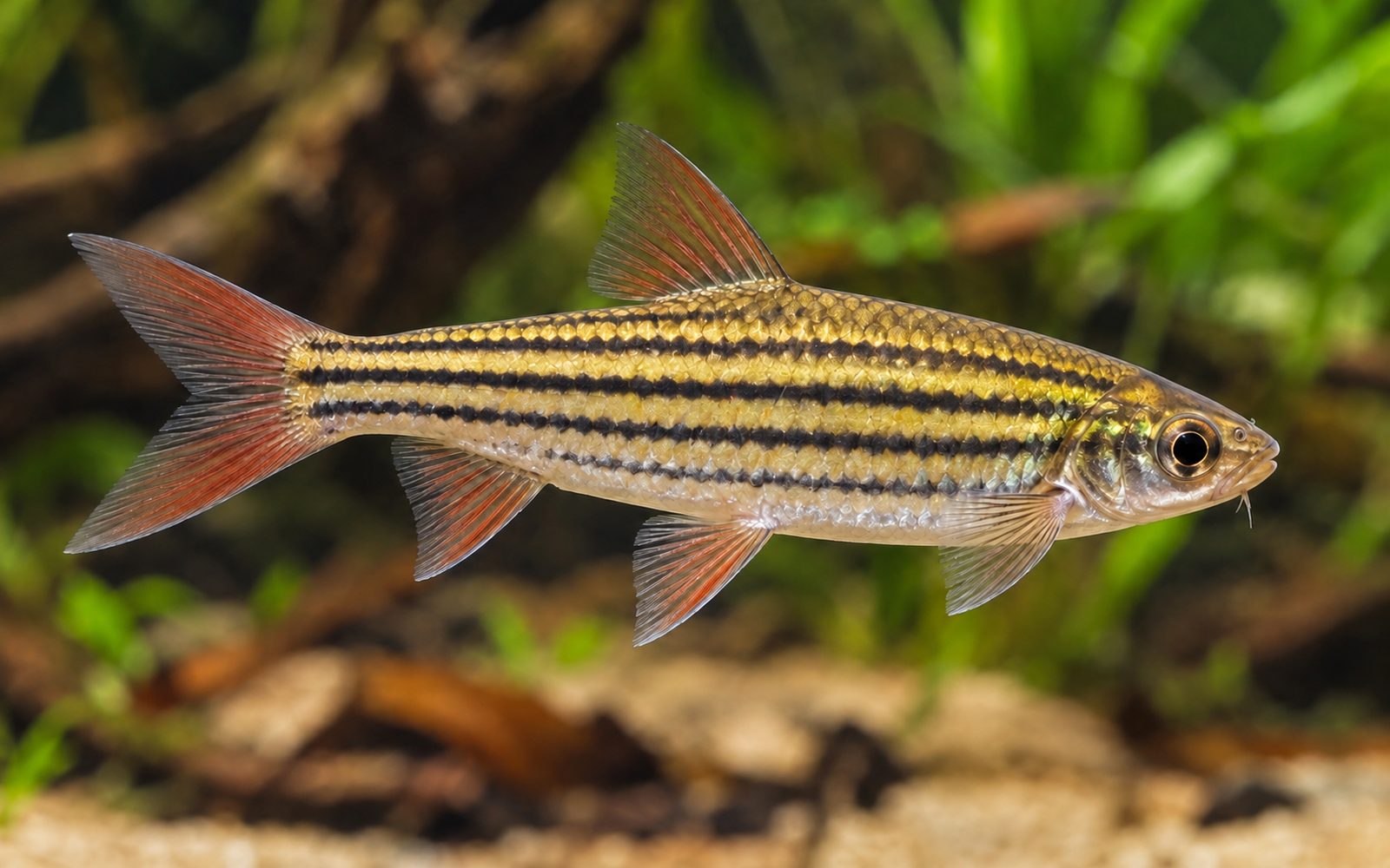 Çizgili Barb (Desmopuntius johorensis)