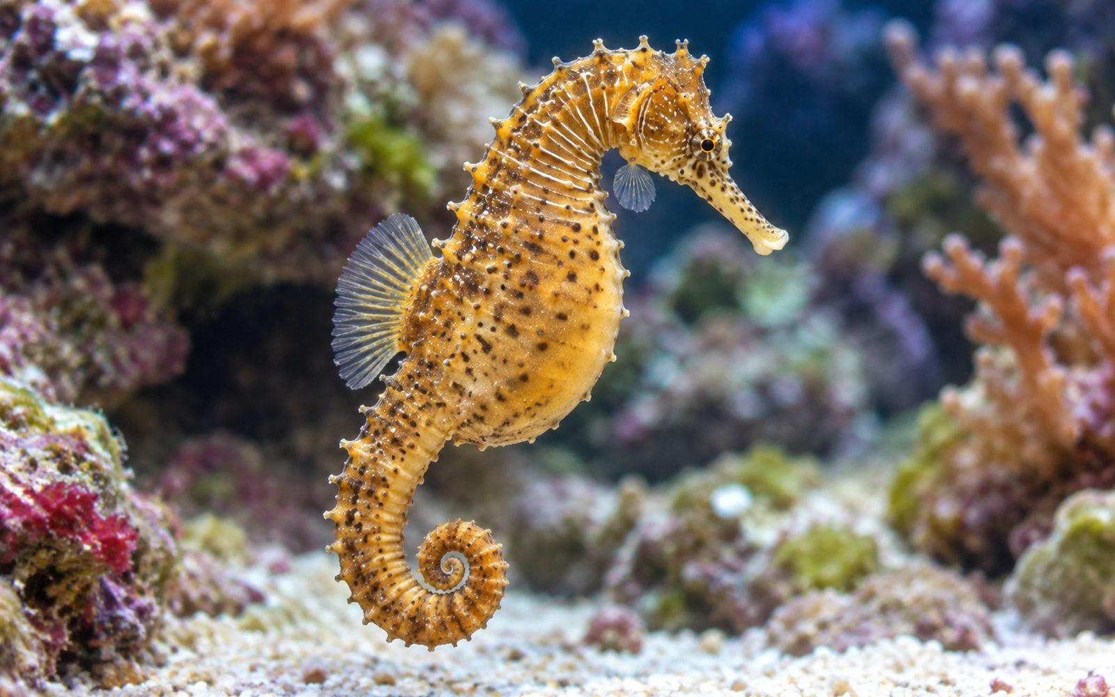 Çizgili Deniz Atı (Hippocampus erectus)