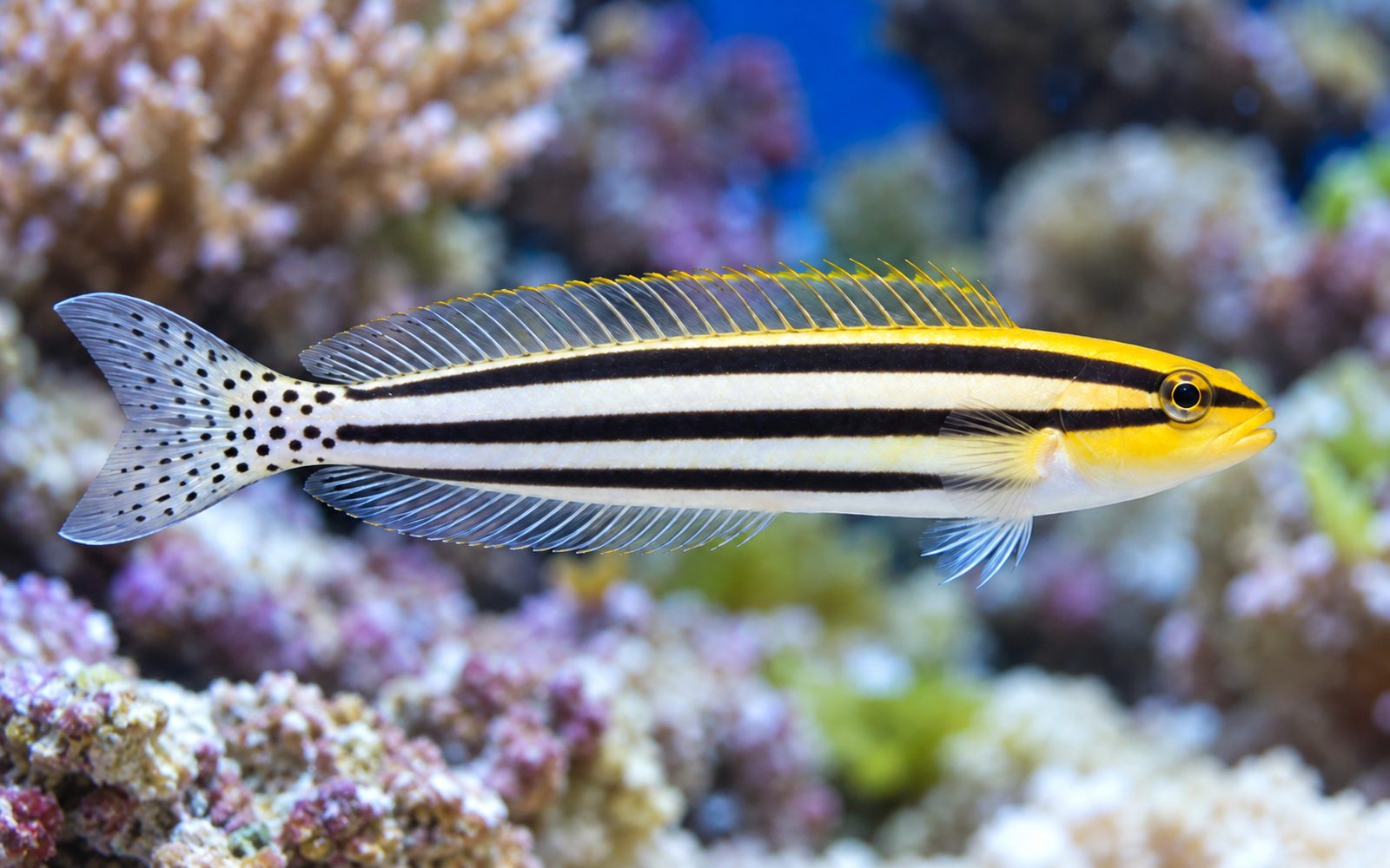 Çizgili Fang Blenny (Meiacanthus grammistes)