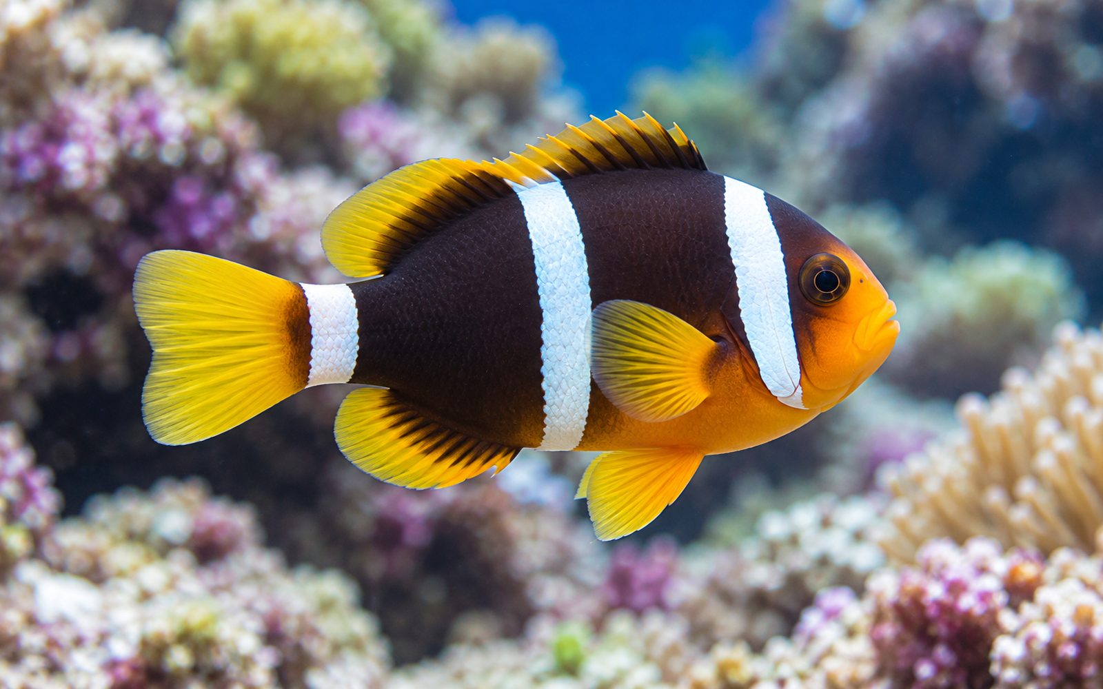 Clarkii Palyaço Balığı (Amphiprion clarkii)