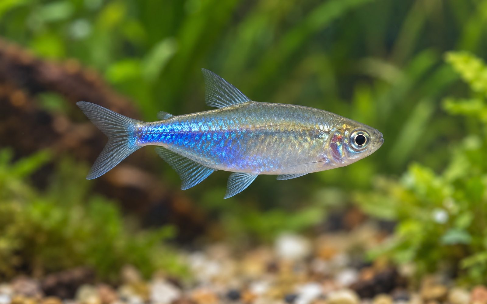 Cochu Mavi Tetra (Boehlkea fredcochui)