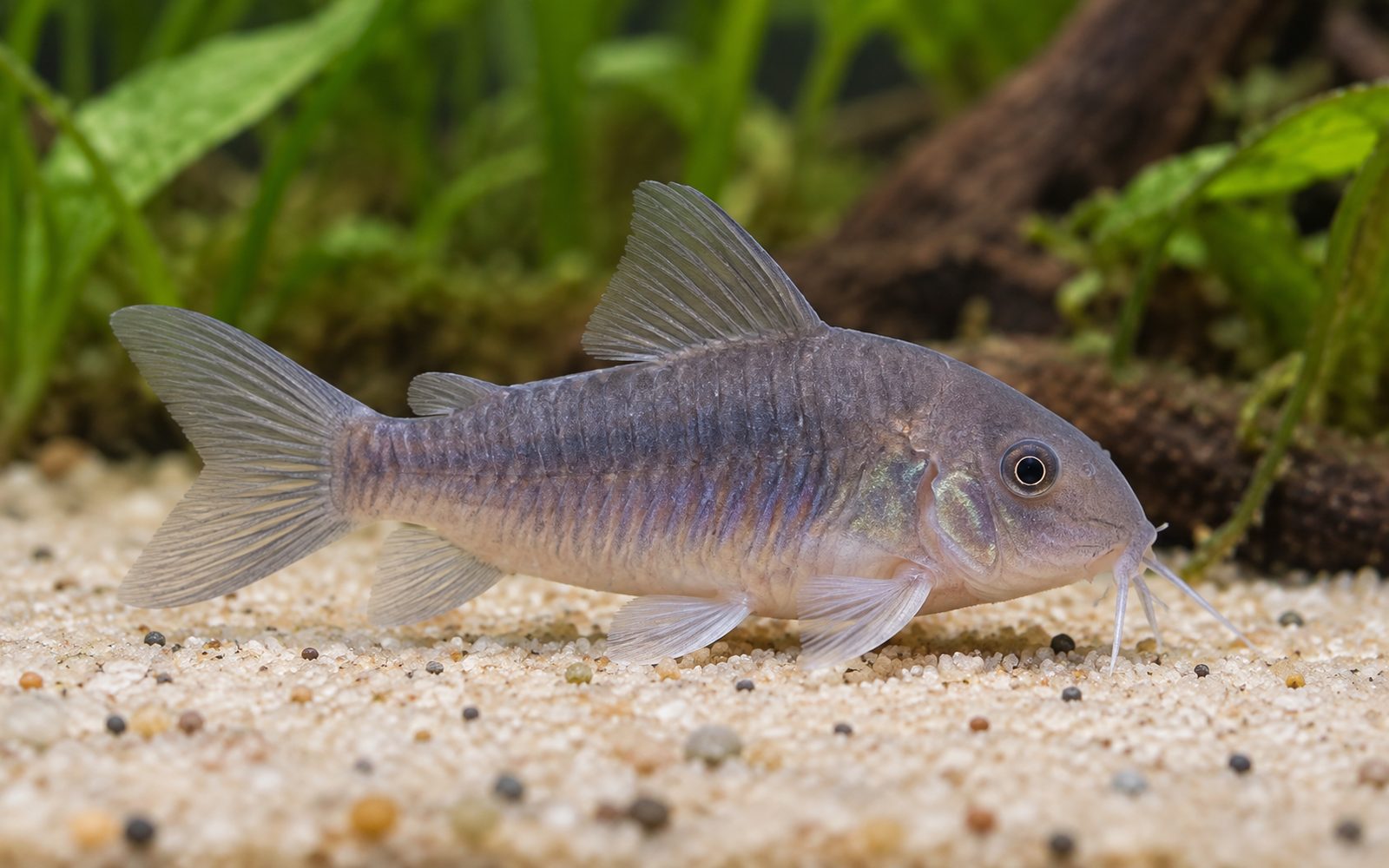 Concolor Corydoras (Corydoras concolor)