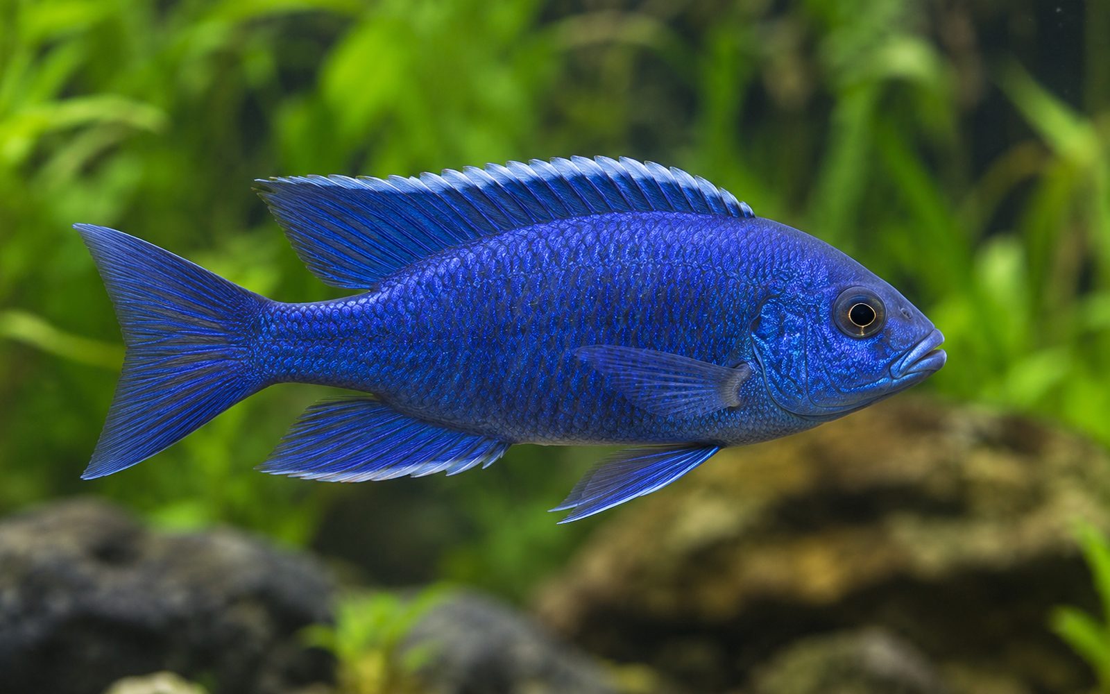 Copadichromis Azureus (Copadichromis azureus)