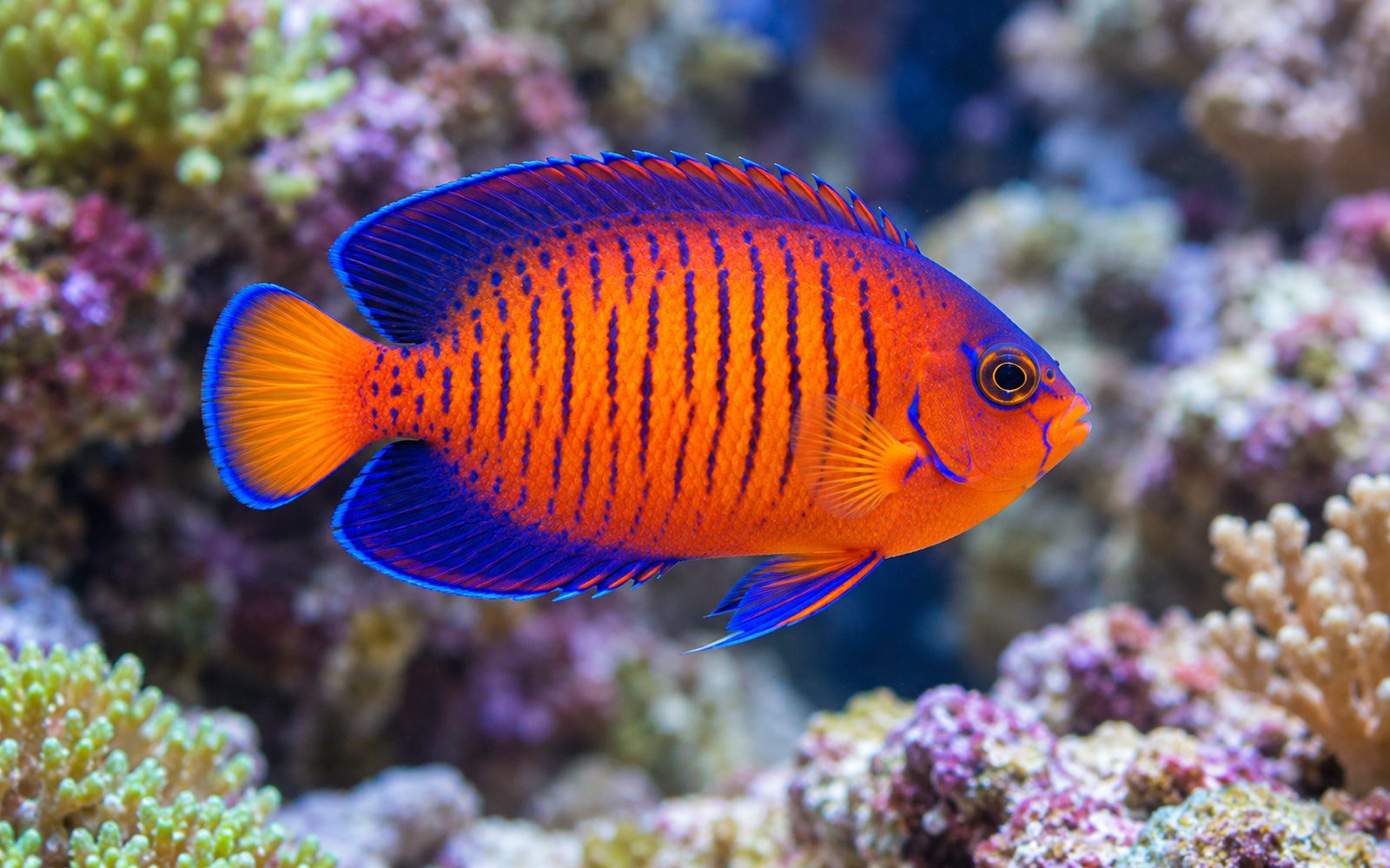 Coral Beauty (Centropyge bispinosa)