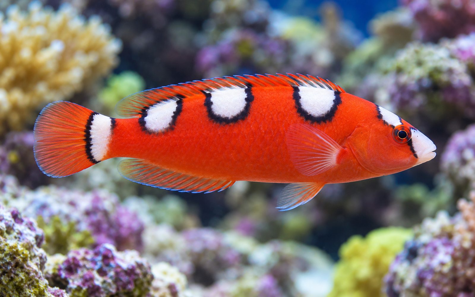 Coris Gaimard (Coris gaimard)