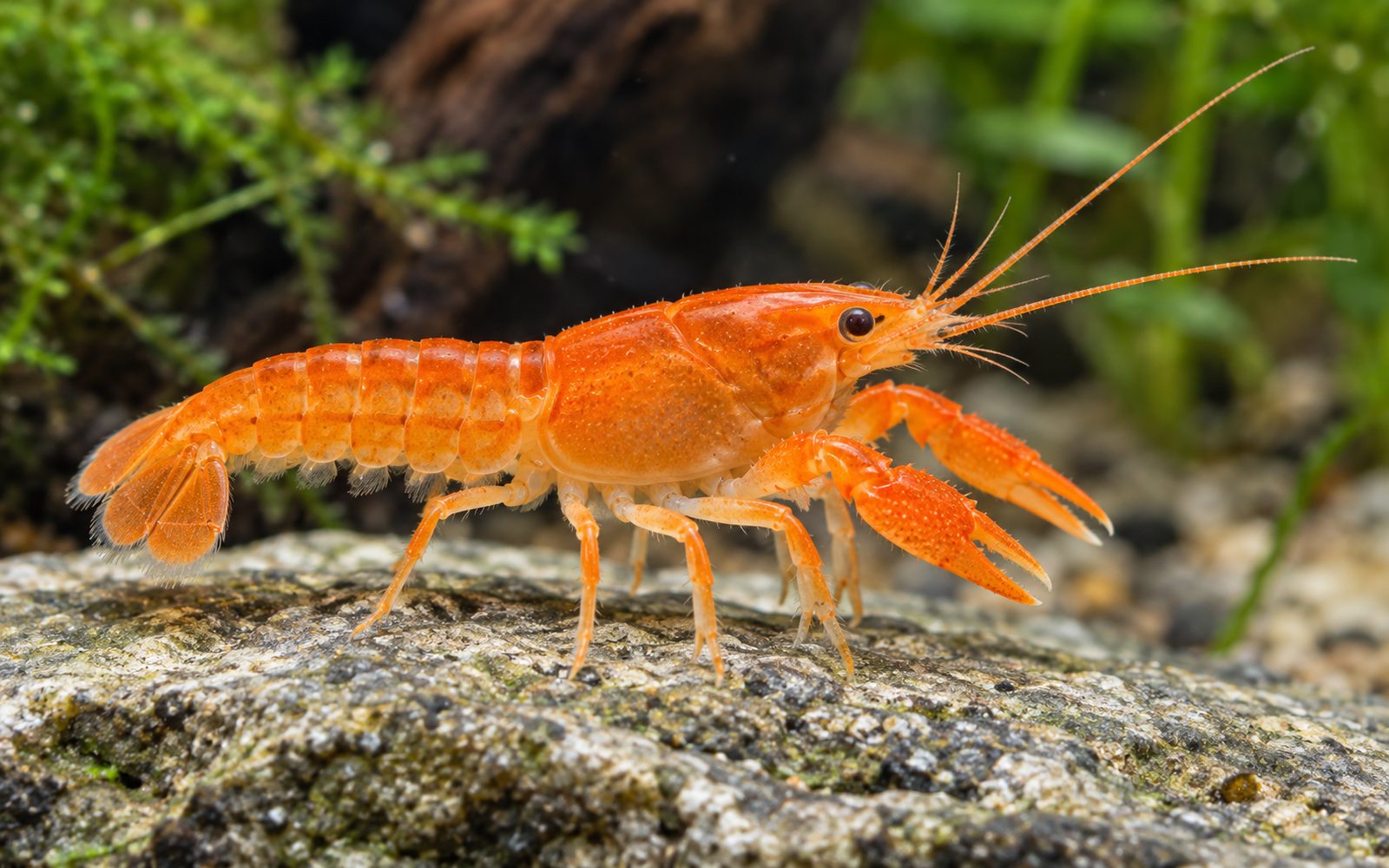 CPO Cüce Kerevit (Cambarellus patzcuarensis 'Orange')