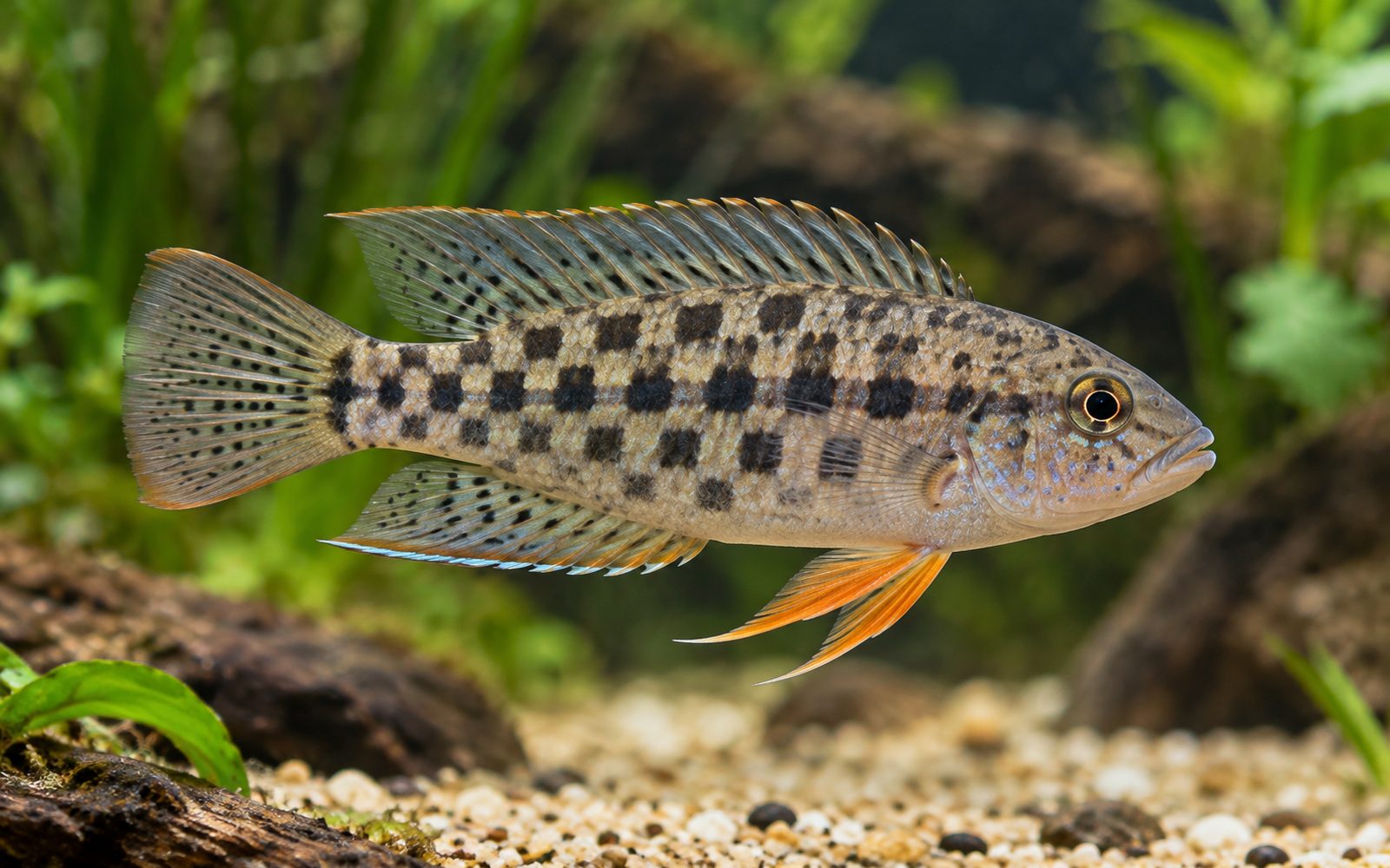 Crenicara punctulata (Crenicara punctulata)