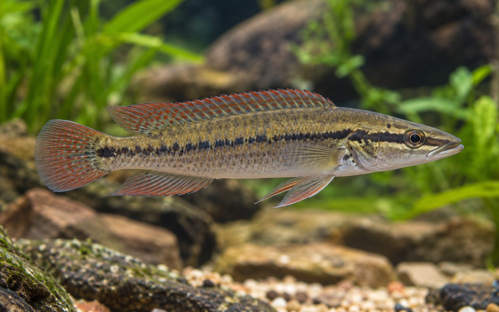 Crenicichla Compressiceps (Crenicichla compressiceps)