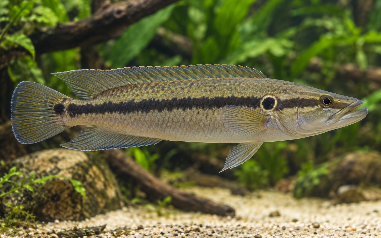 Crenicichla Lepidota (Crenicichla lepidota)