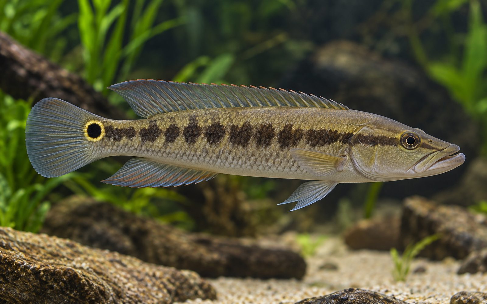 Crenicichla Saxatilis (Crenicichla saxatilis)