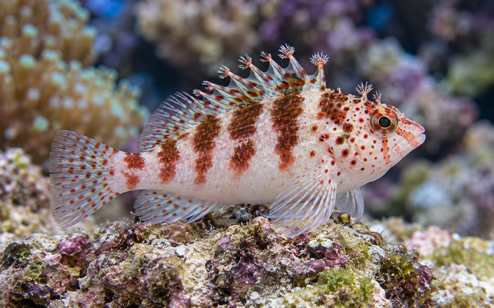 Cüce Hawkfish (Cirrhitichthys falco)