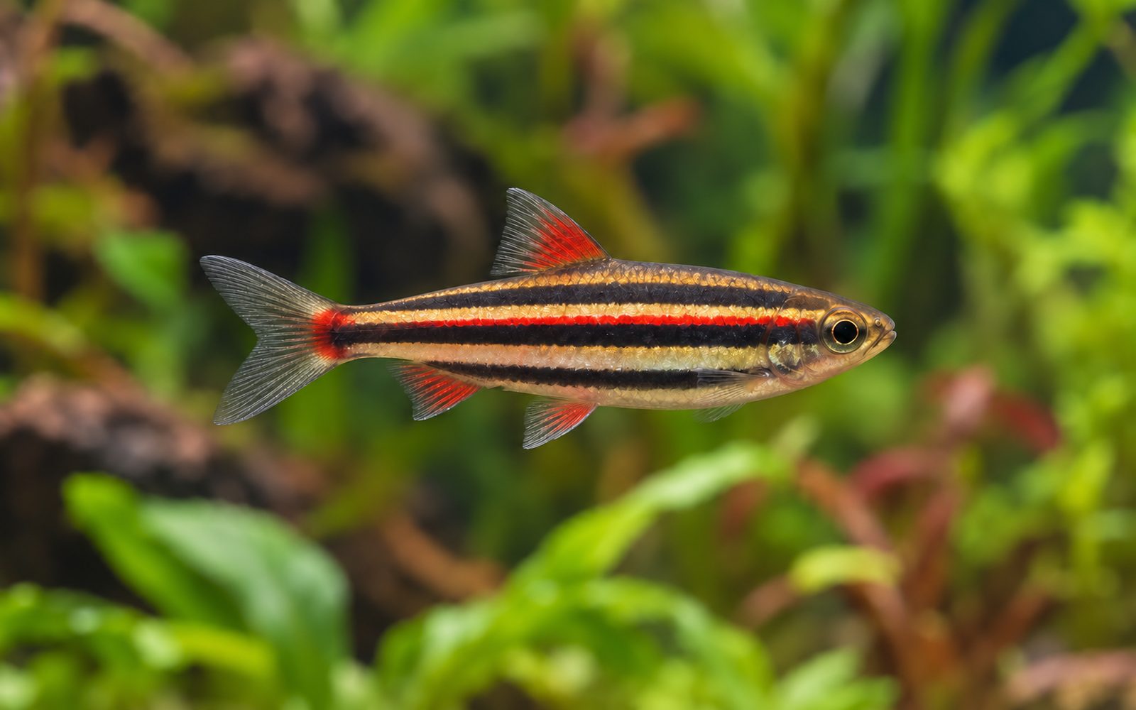 Cüce Kalem Balığı (Nannostomus marginatus)