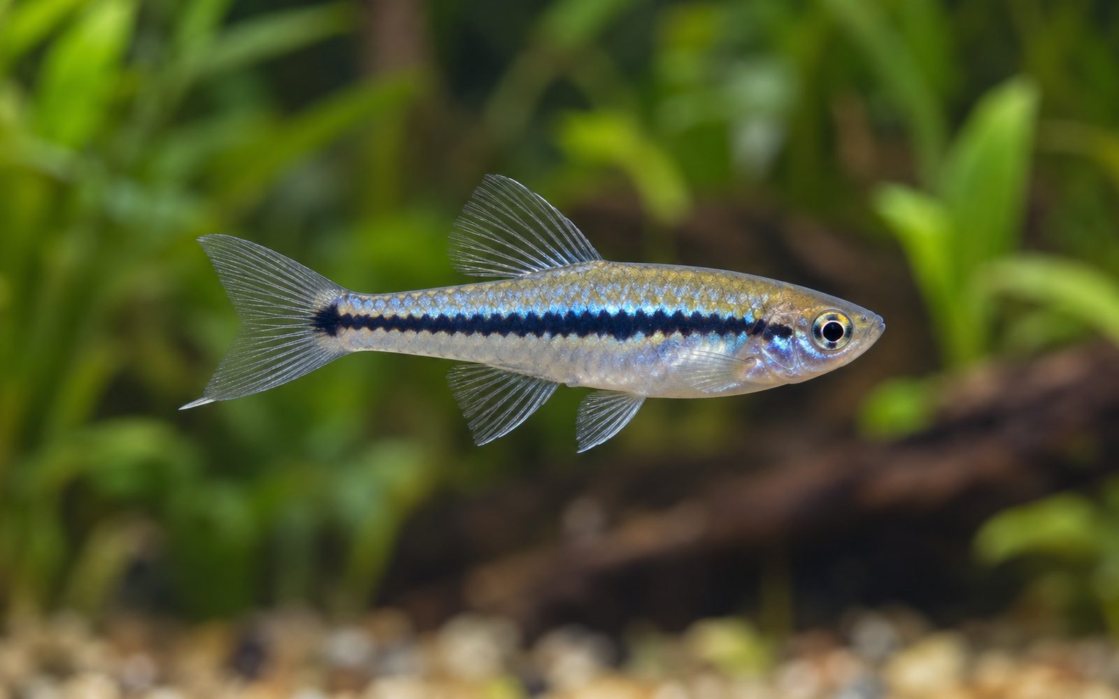 Cüce Kılıç Kuyruk (Xiphophorus pygmaeus)