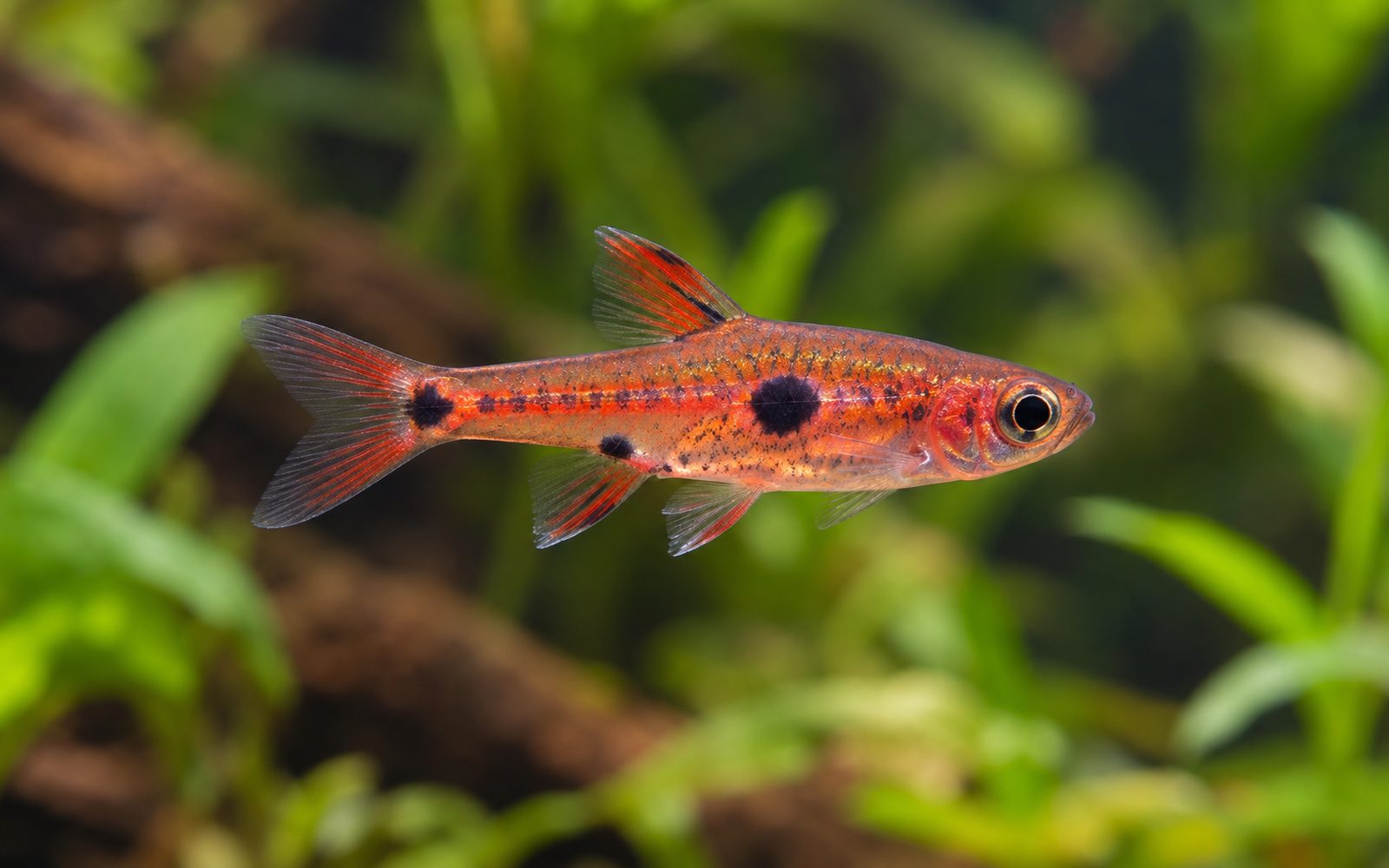 Cüce Rasbora (Boraras maculatus)