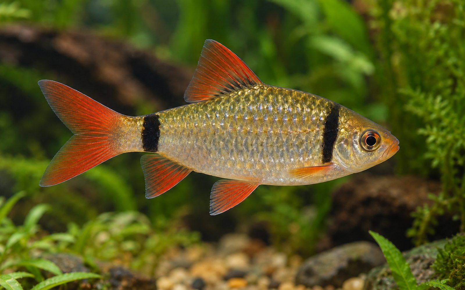 Cuming Barbı (Pethia cumingii)