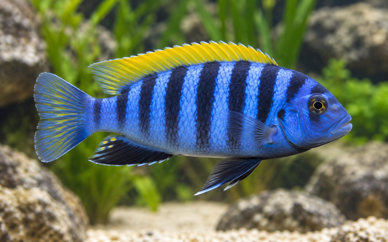 Afra (Cynotilapia afra)