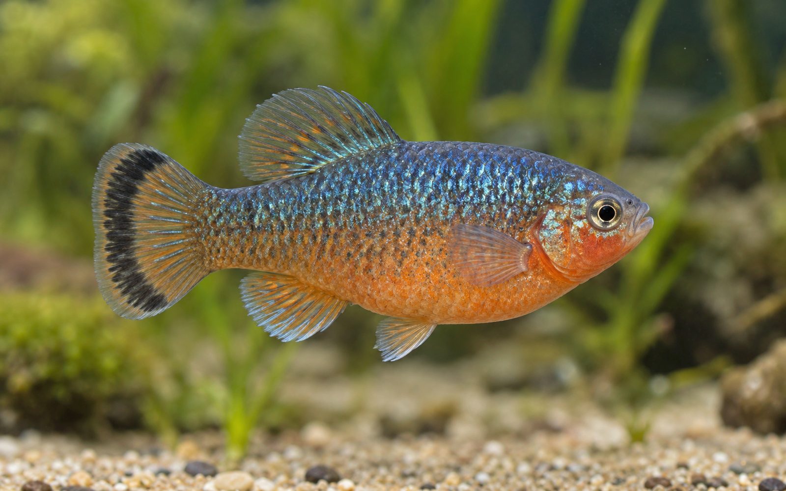 Cyprinodon Variegatus (Cyprinodon variegatus)