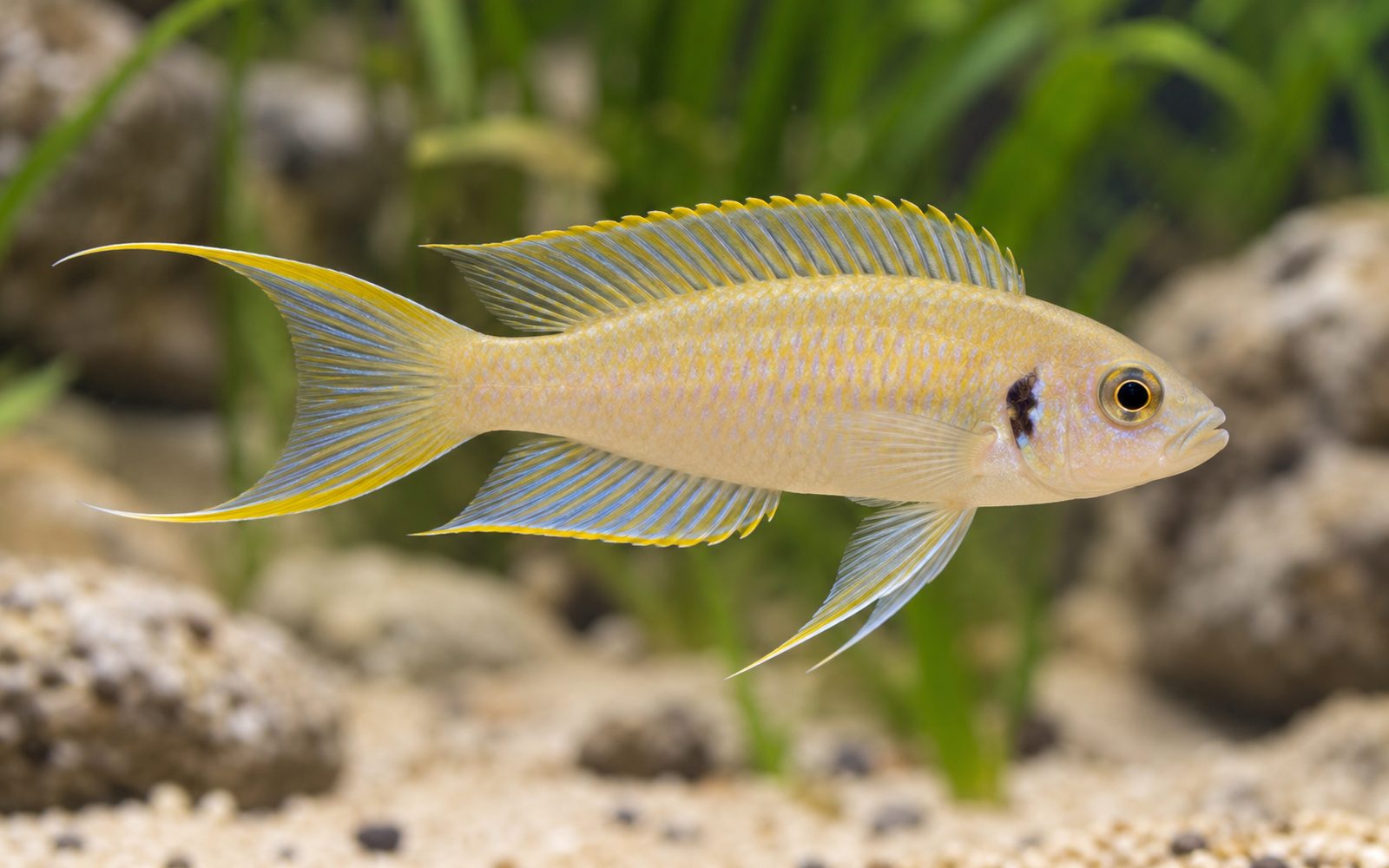 Daffodil Çiklit (Neolamprologus pulcher)