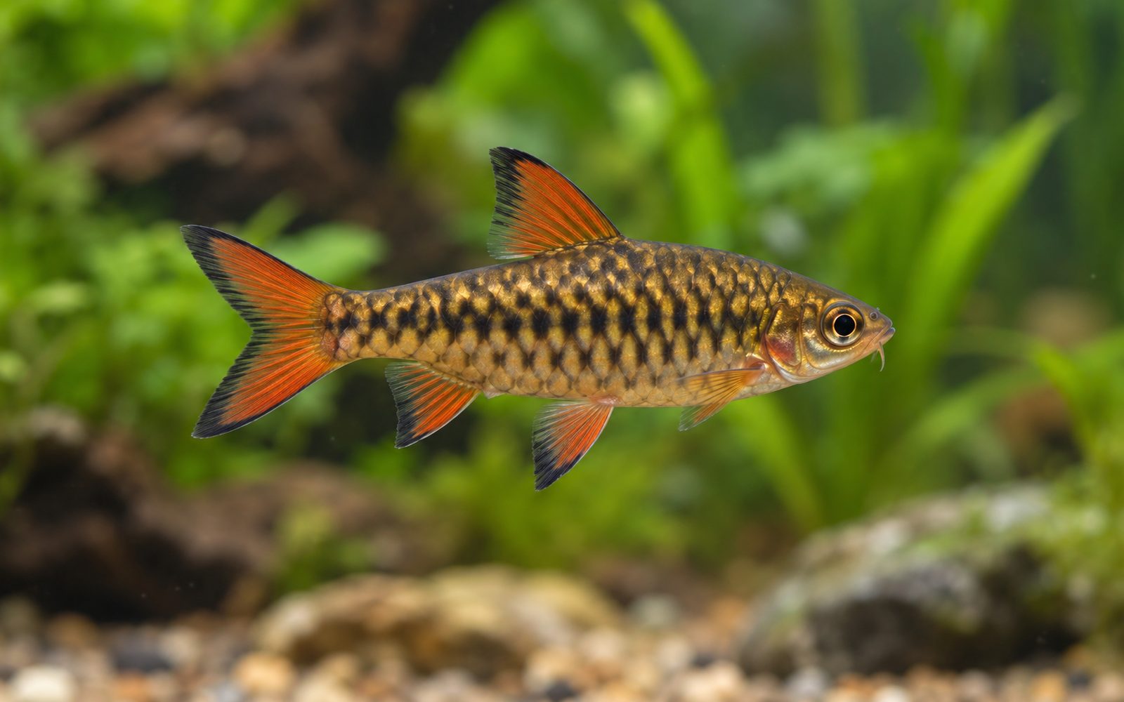 Dama Barbı (Oliotius oligolepis)