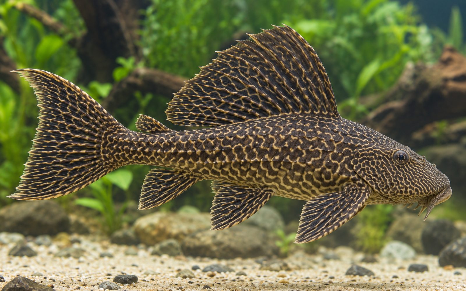 Damarlı Yelken Pleko (Pterygoplichthys disjunctivus)